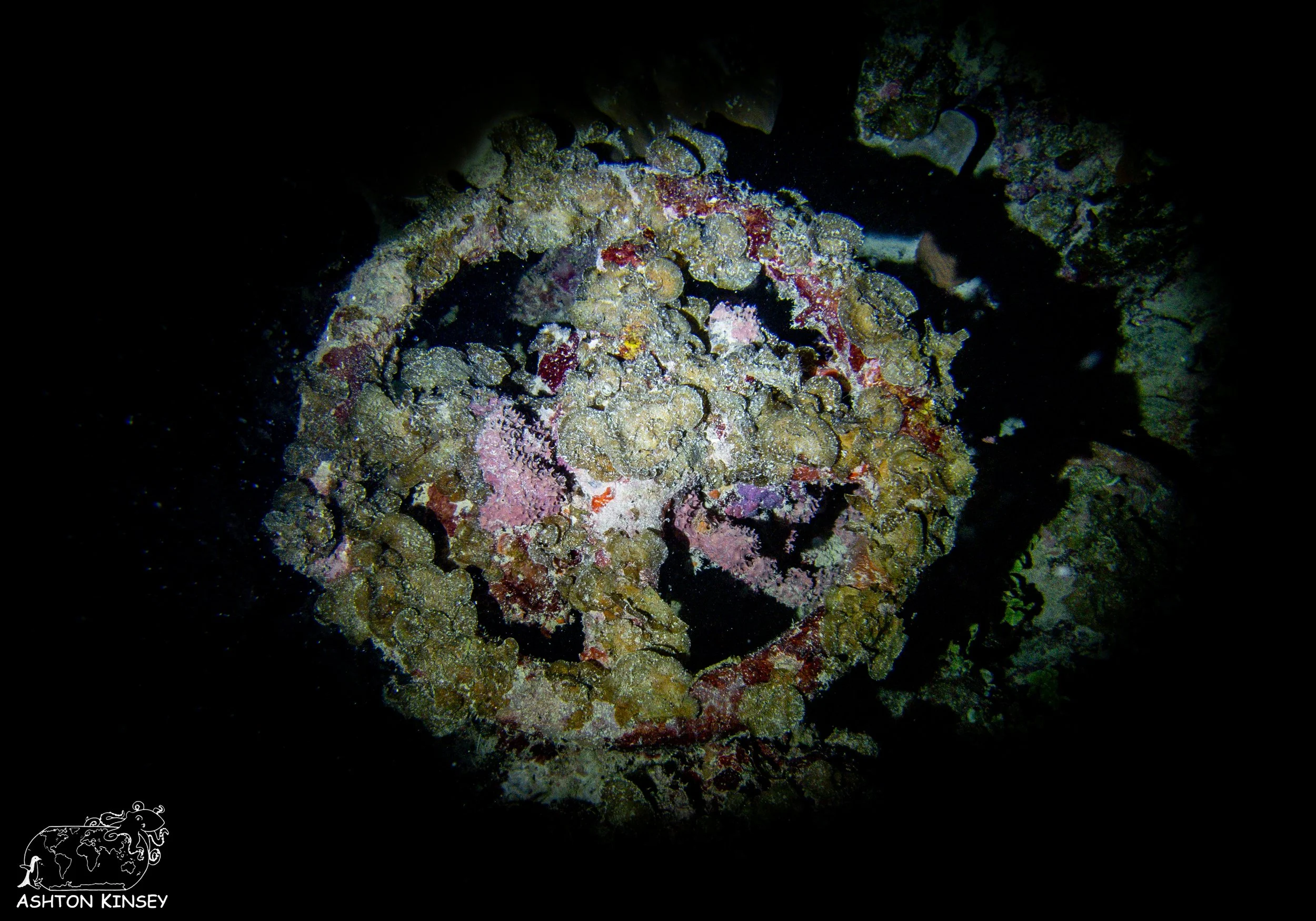 Shinkoko Maru-26.jpg