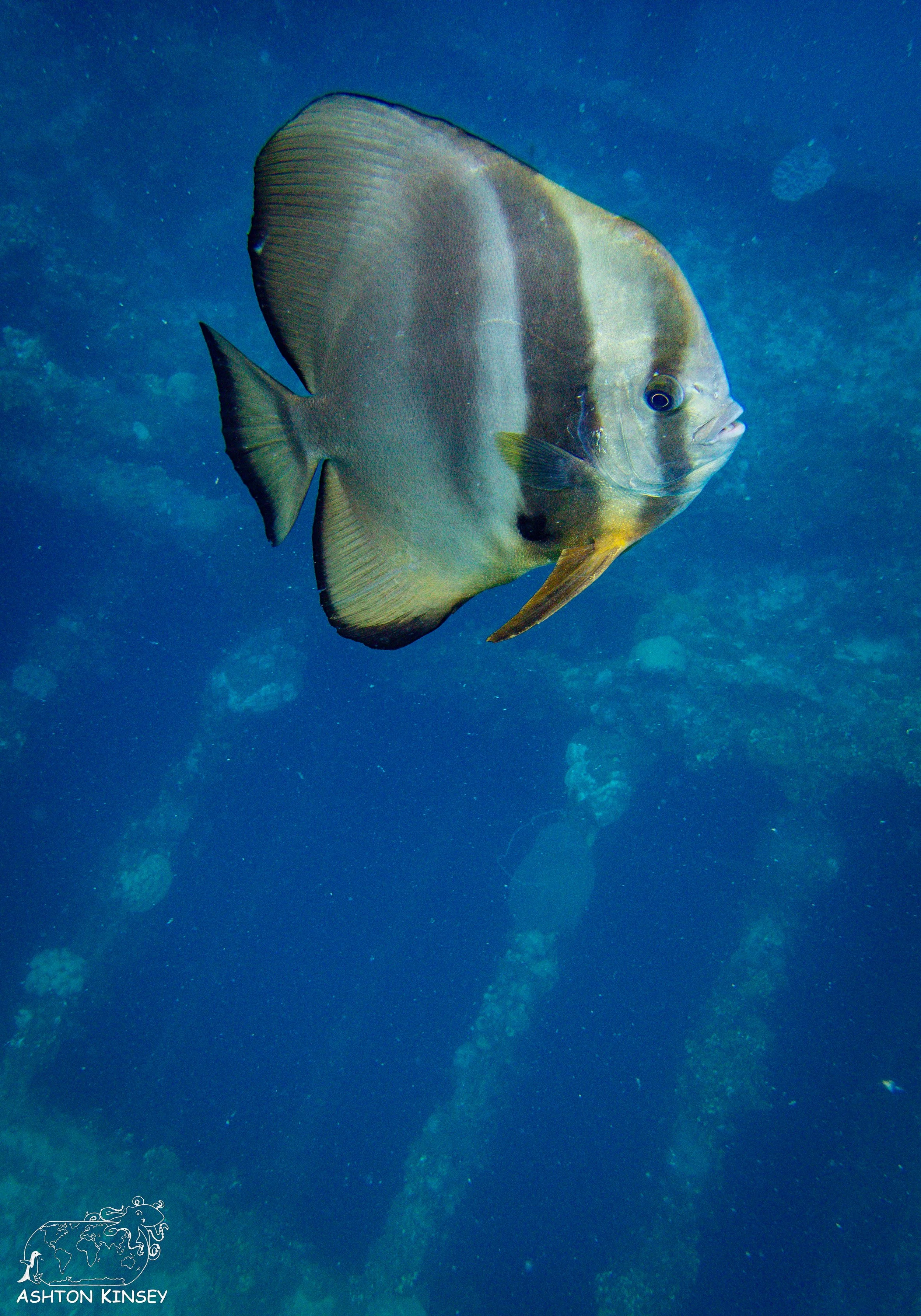 Fujikawa Maru-96.jpg