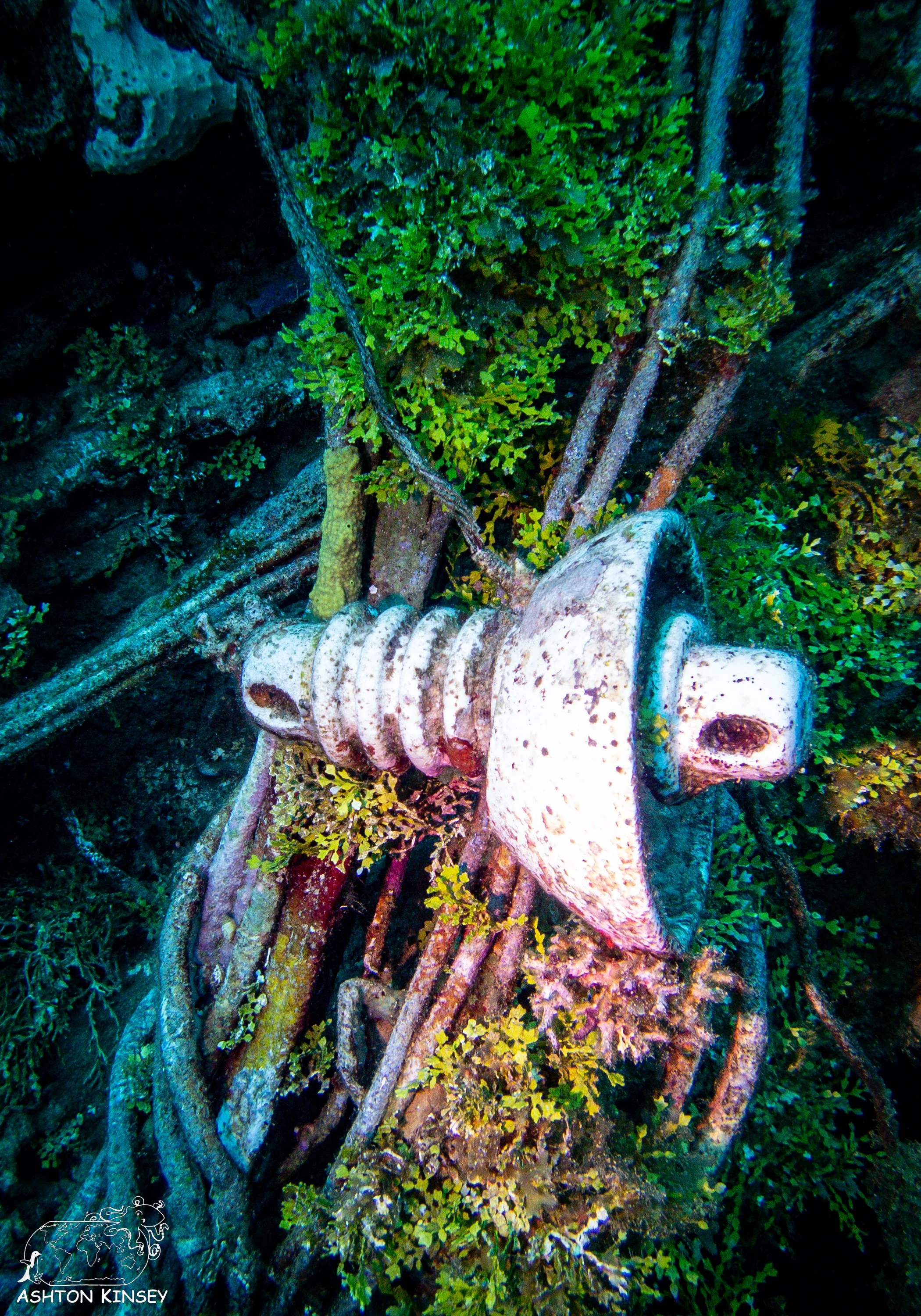 Fujikawa Maru.jpg