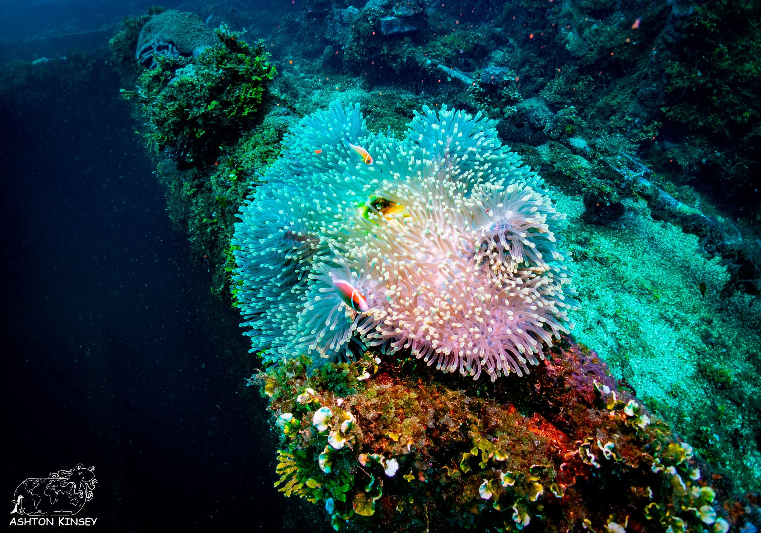 Fujikawa Maru-45.jpg