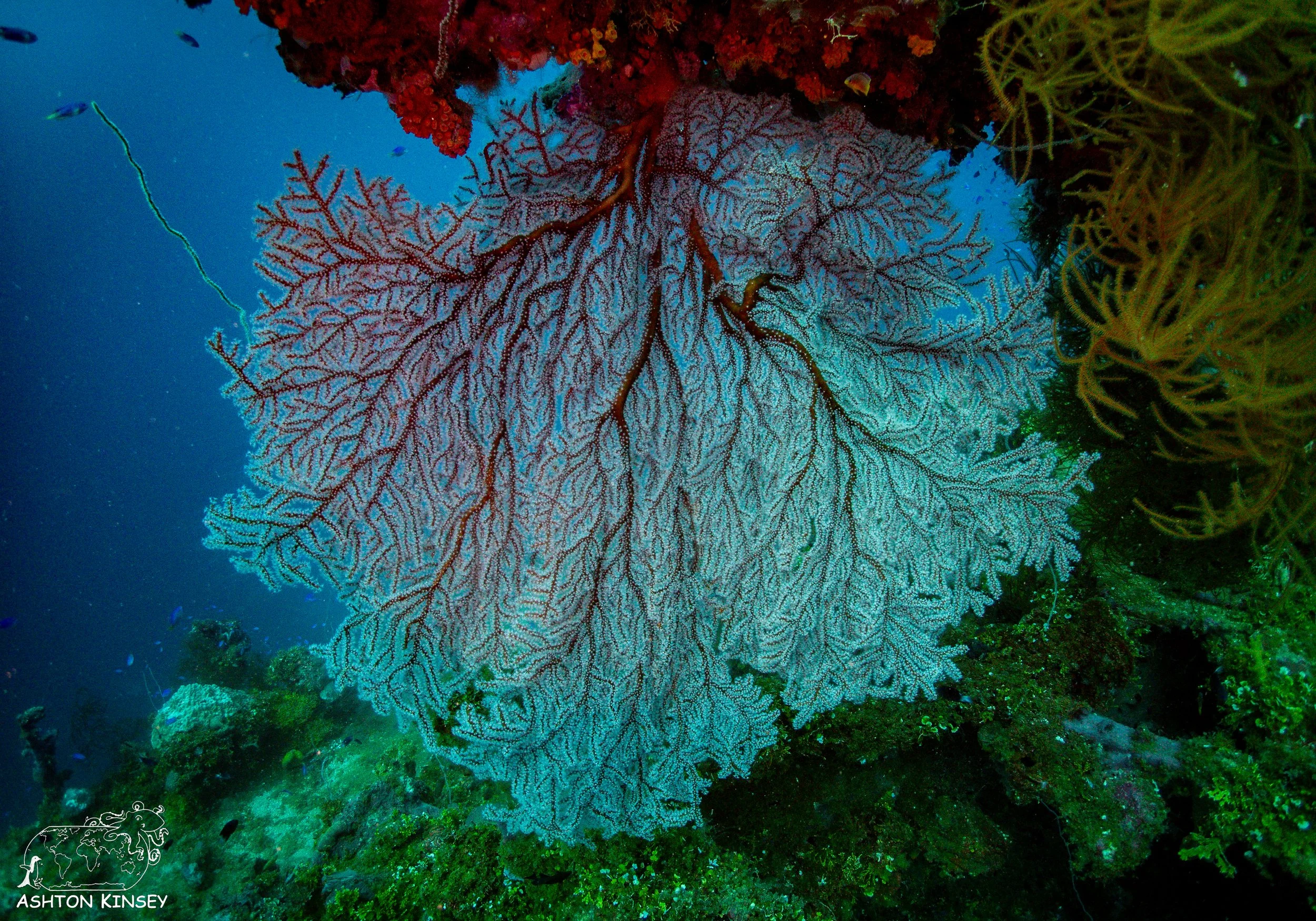 Fujikawa Maru-49.jpg