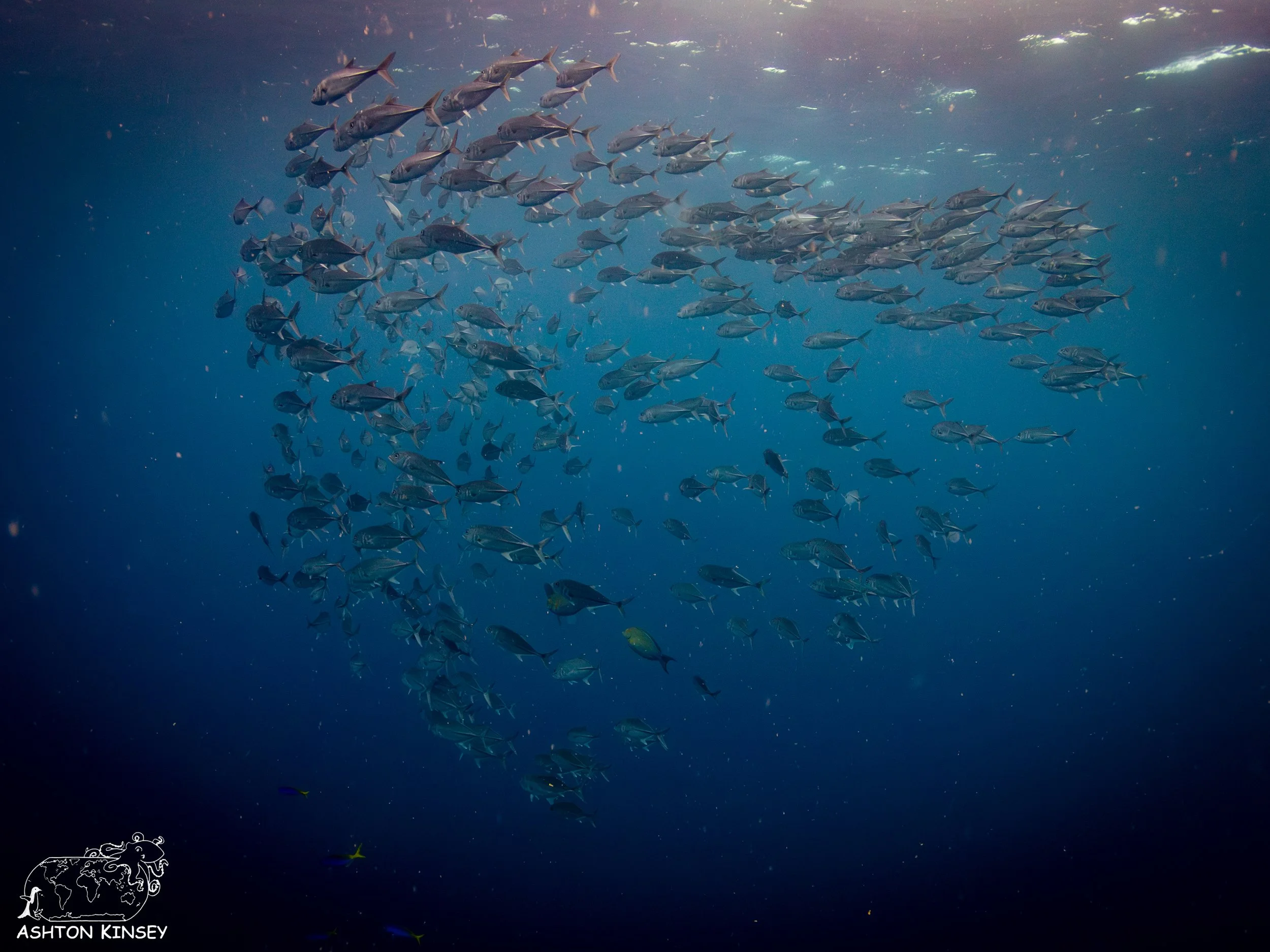 Fujikawa Maru-57.jpg