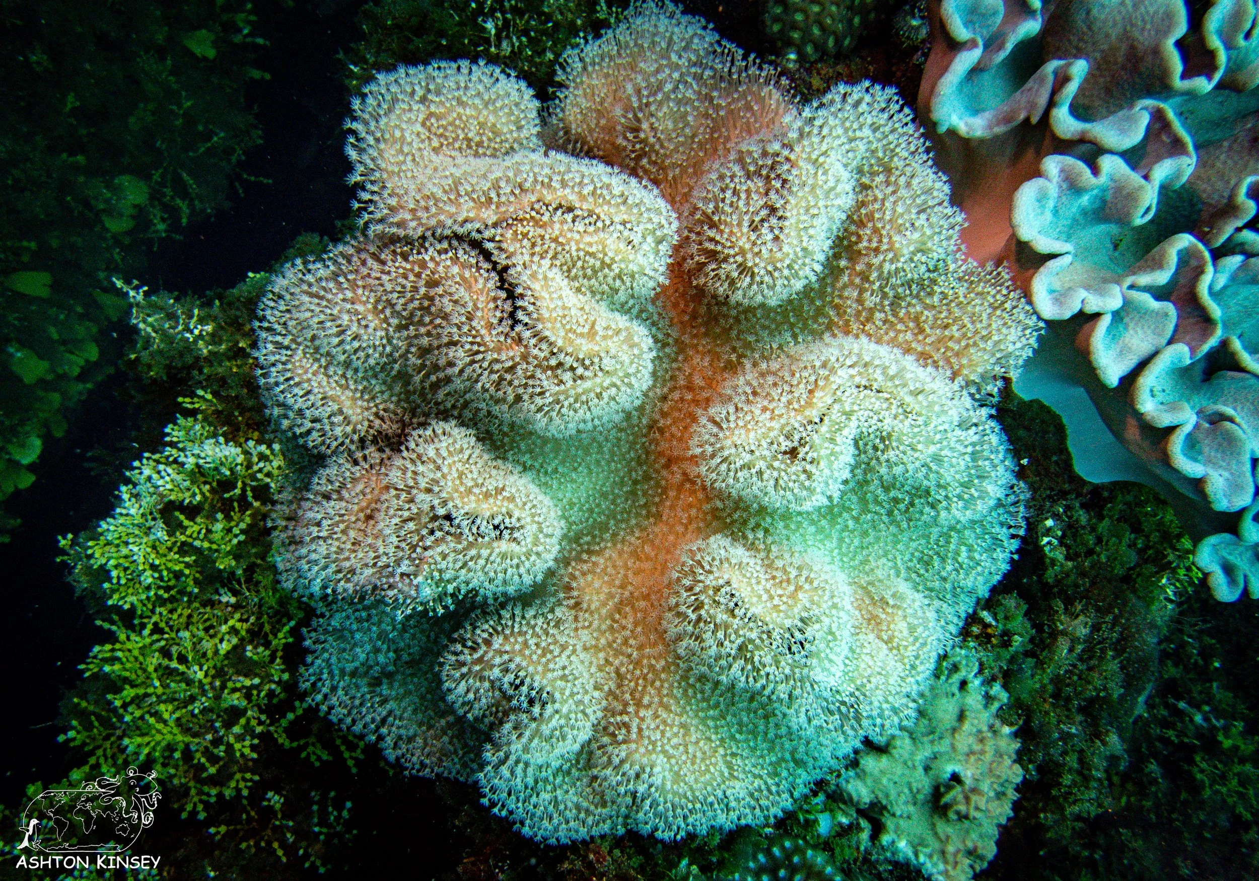 Fujikawa Maru-60.jpg