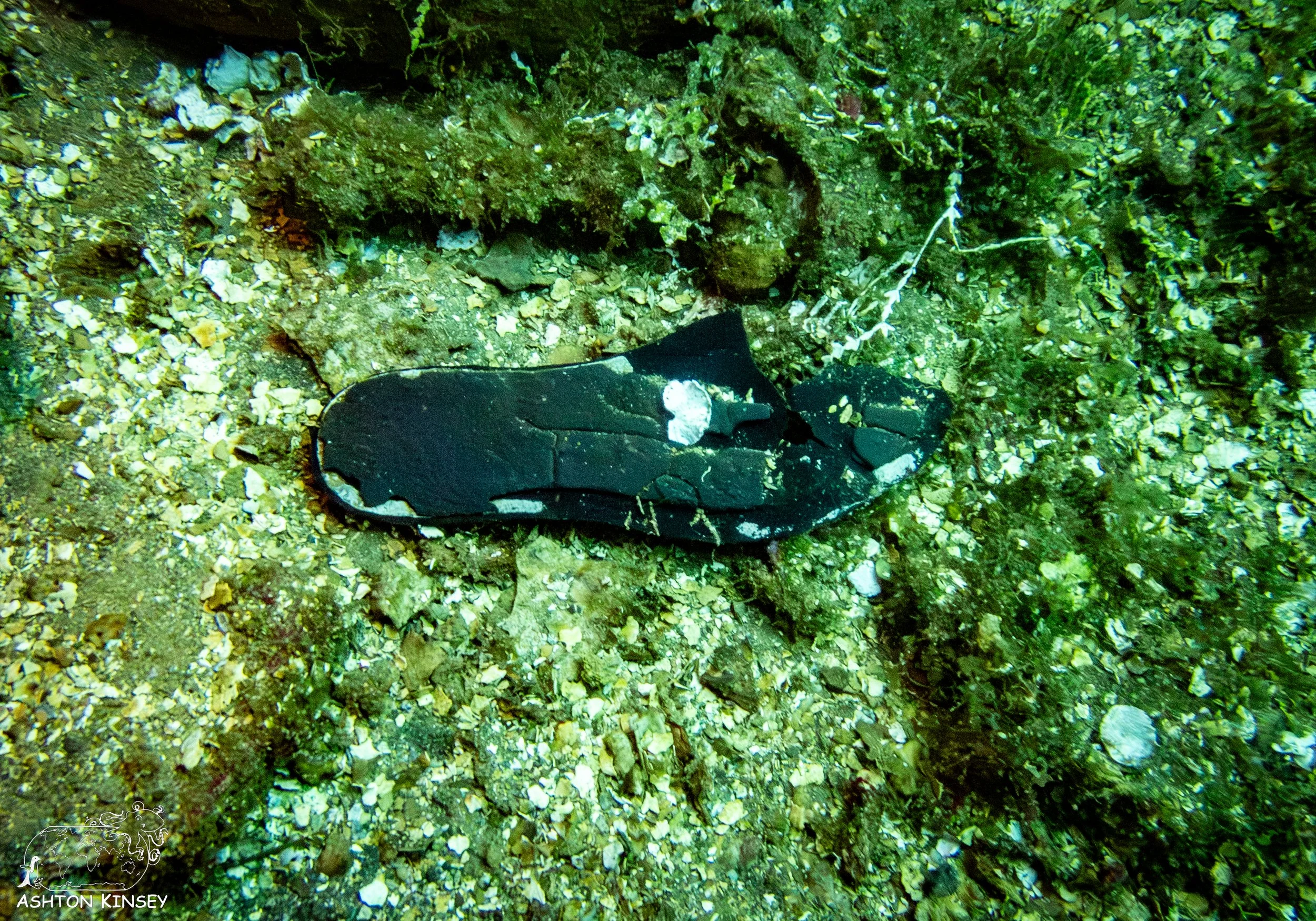 Fujikawa Maru-76.jpg