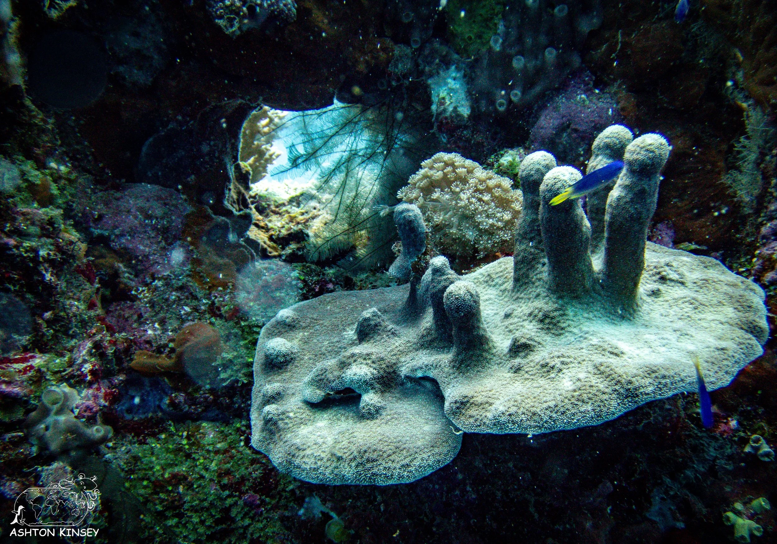 Fujikawa Maru-88.jpg
