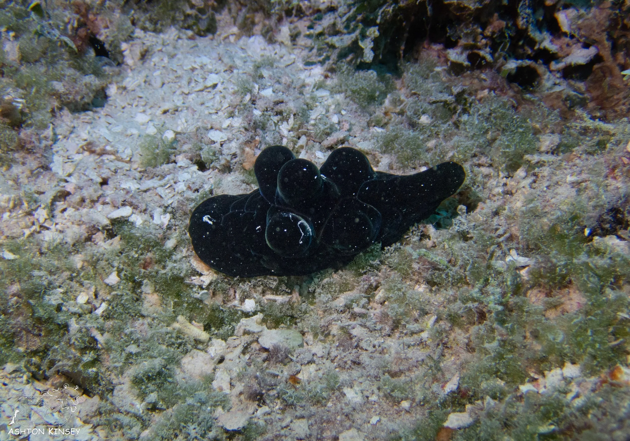 Betty Bomber-21.jpg
