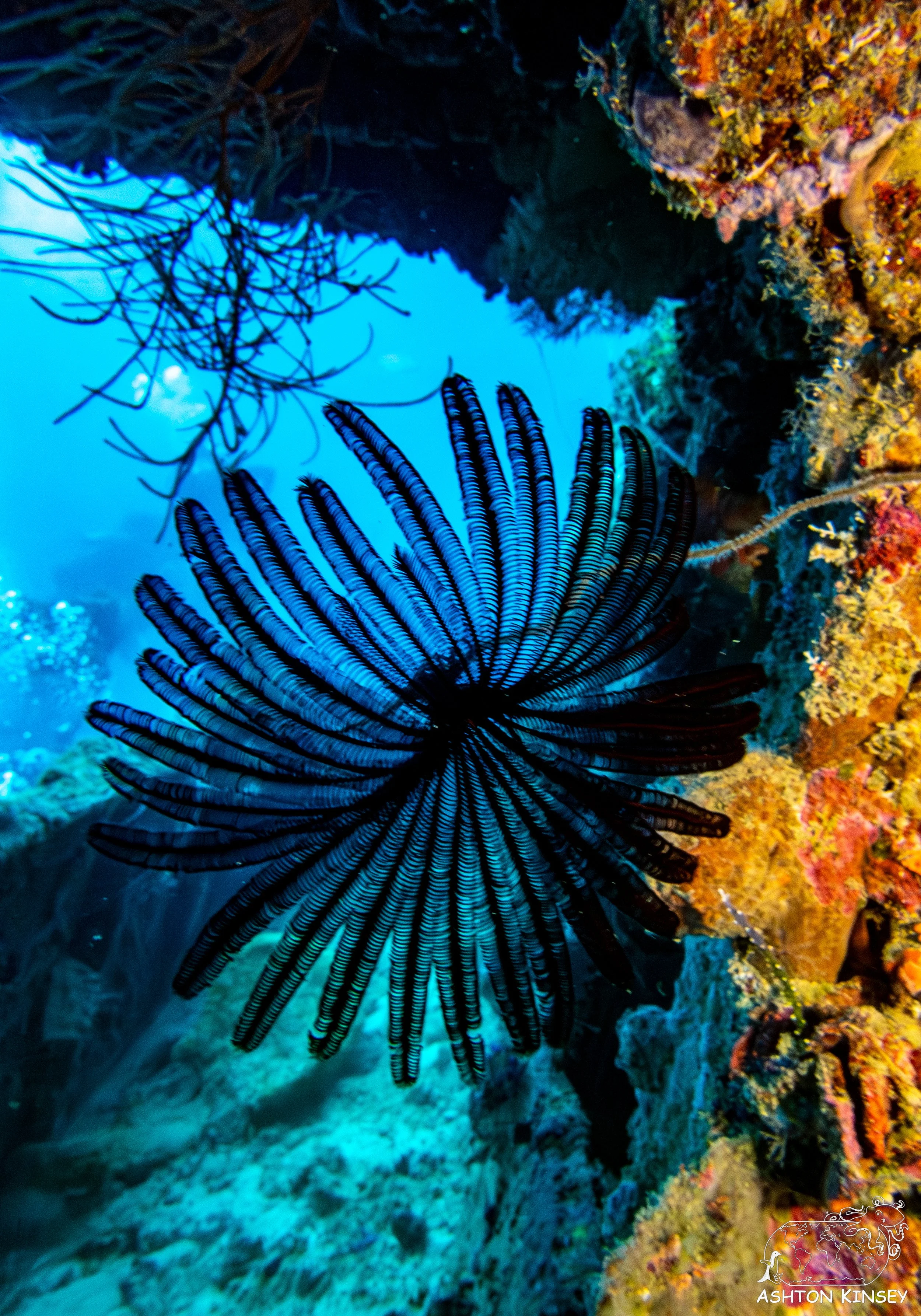 Nippo Maru-27.jpg