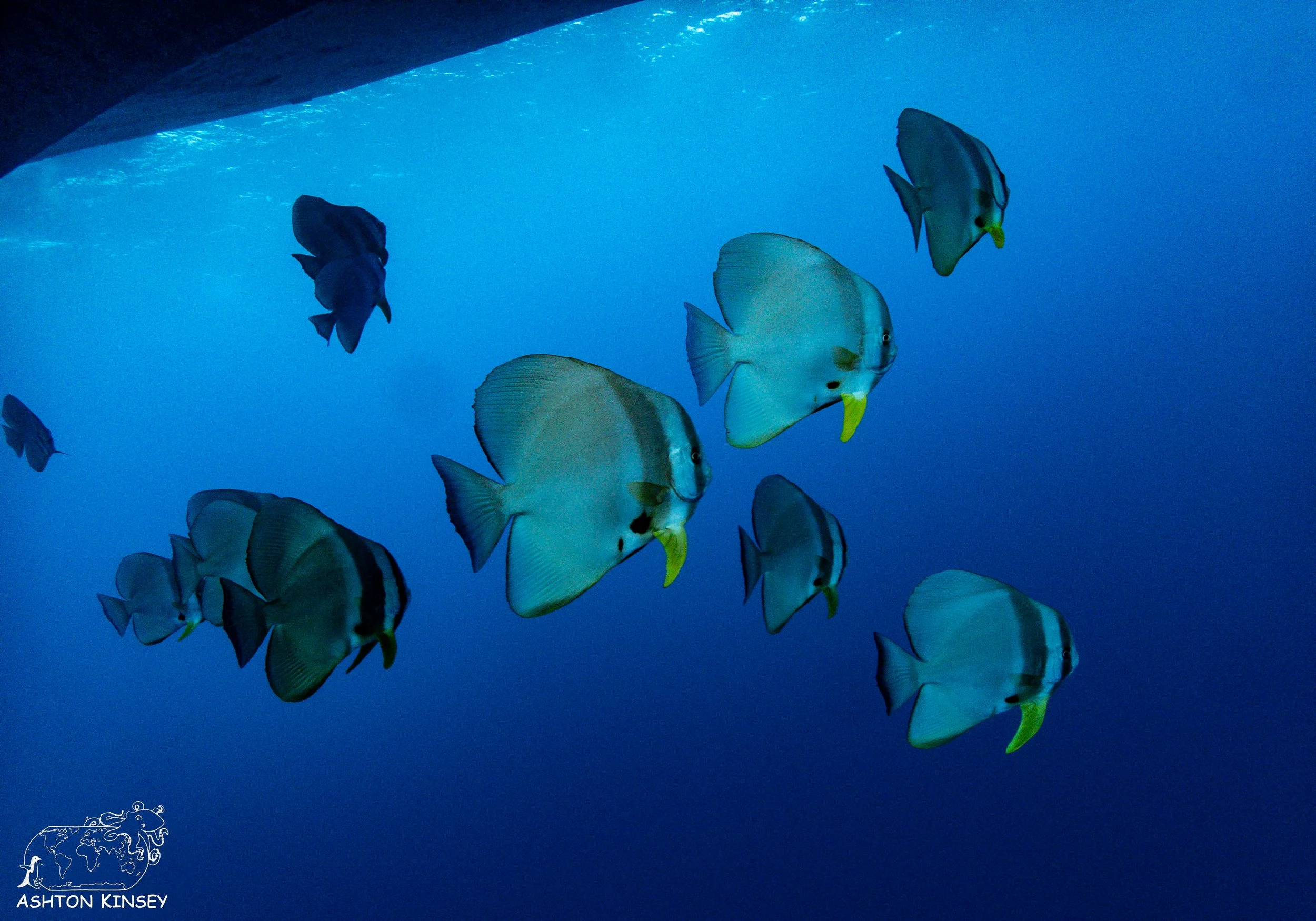 Hoki Maru-17.jpg
