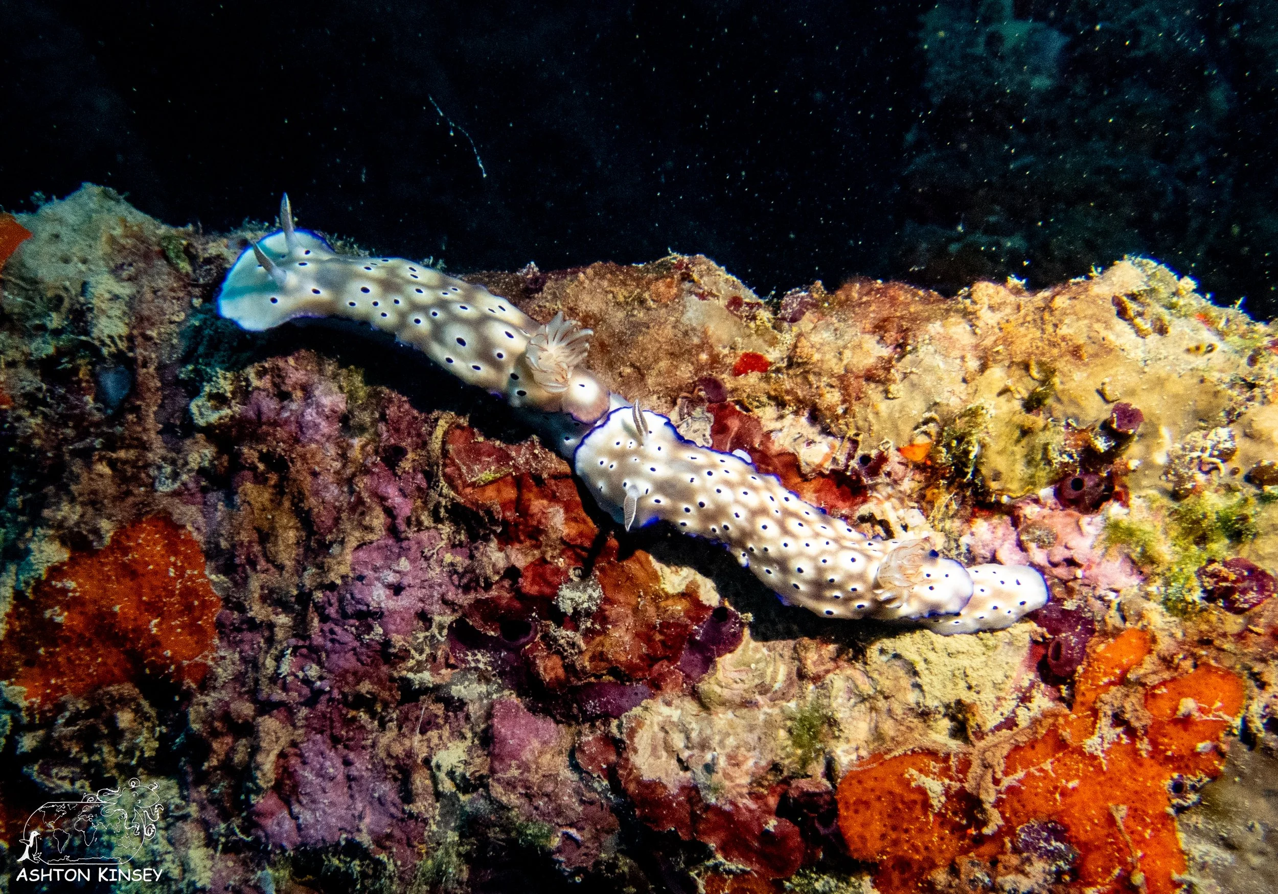 Cormoran-Tokai Maru-11.jpg