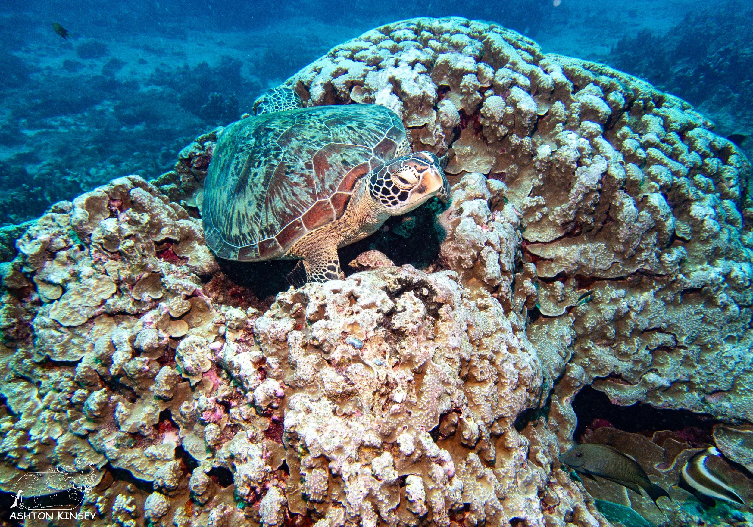 Micronesia Madness: Saipan