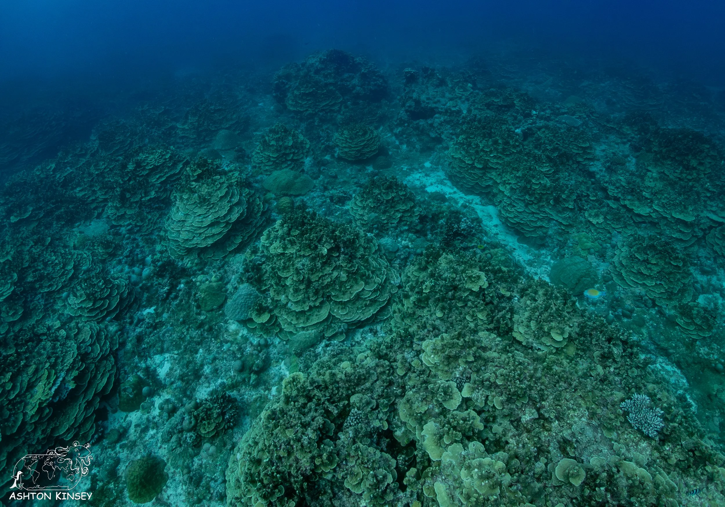 Oleai Point.jpg