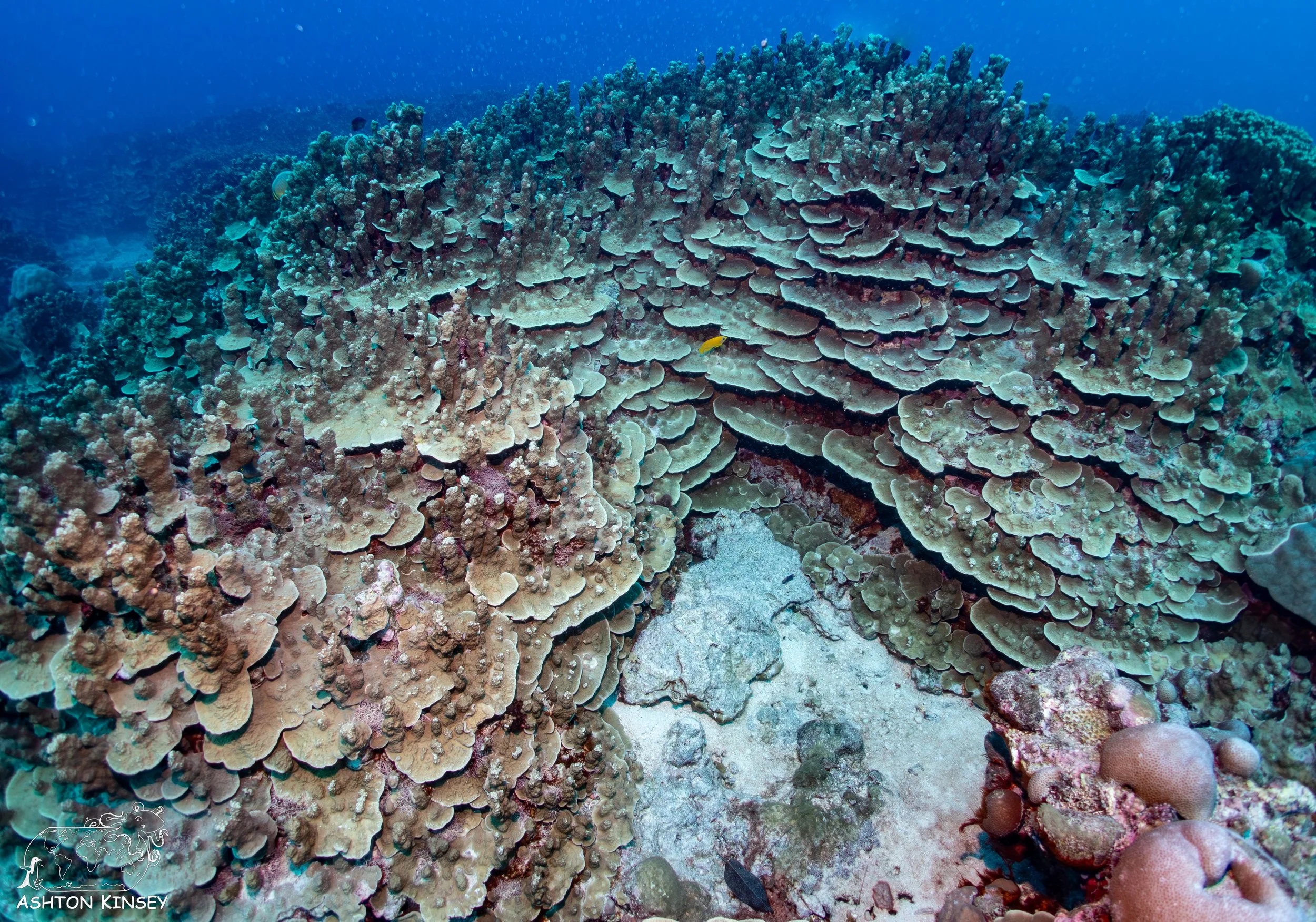 Oleai Point-2.jpg