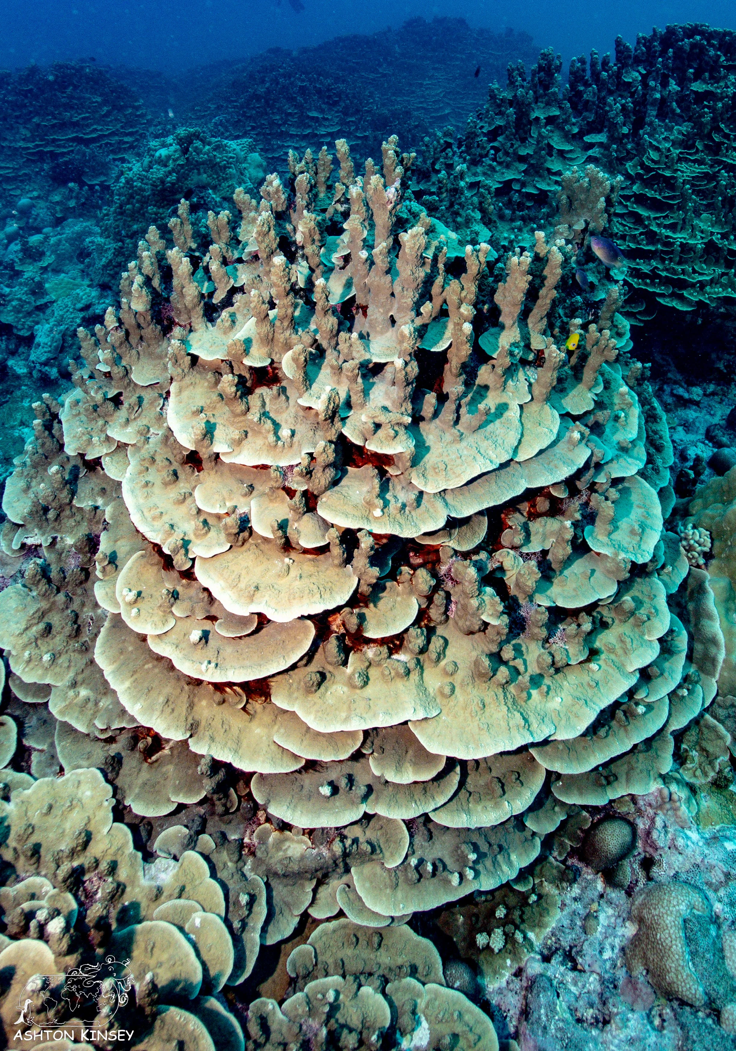 Oleai Point-3.jpg