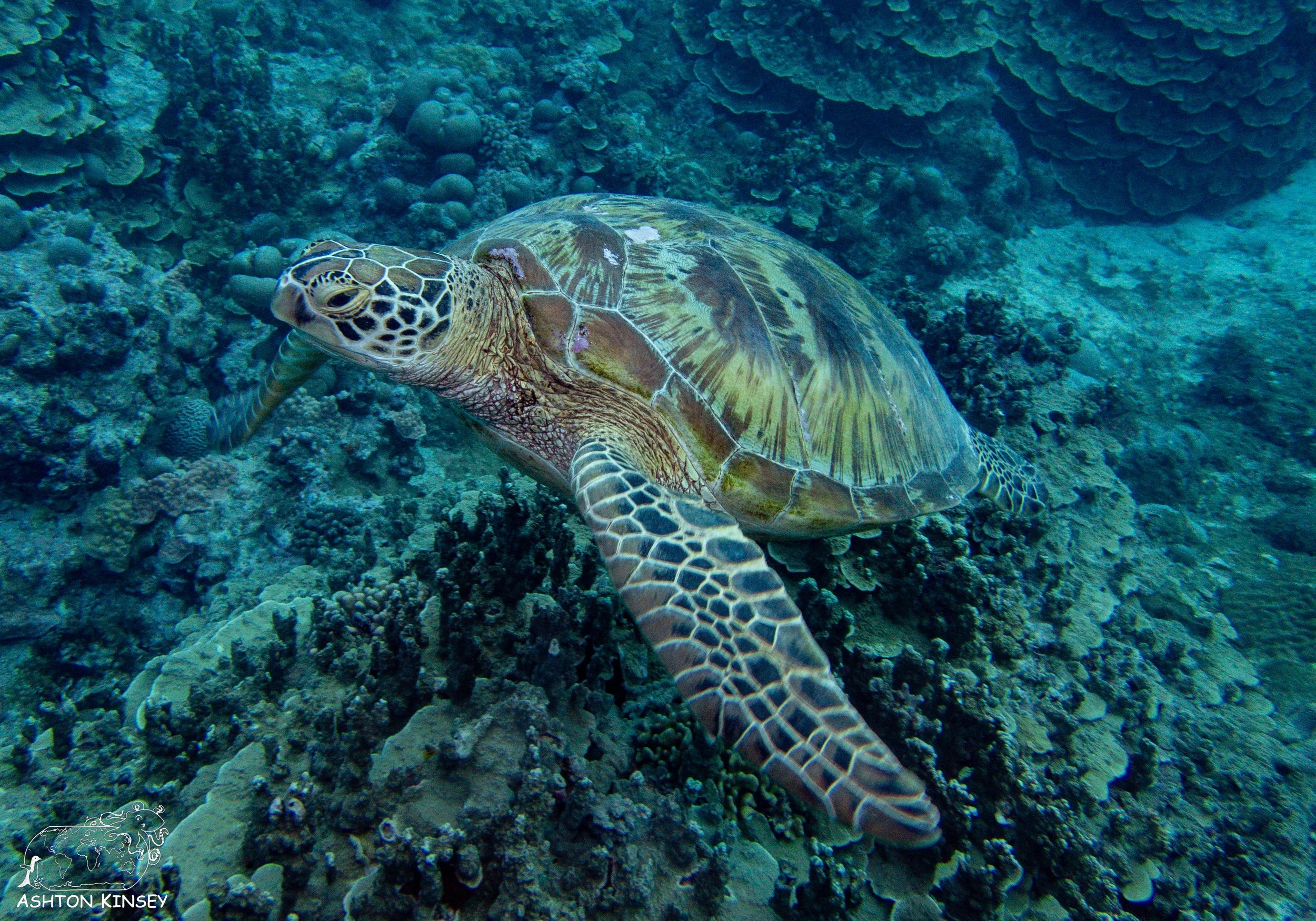 Oleai Point-4.jpg