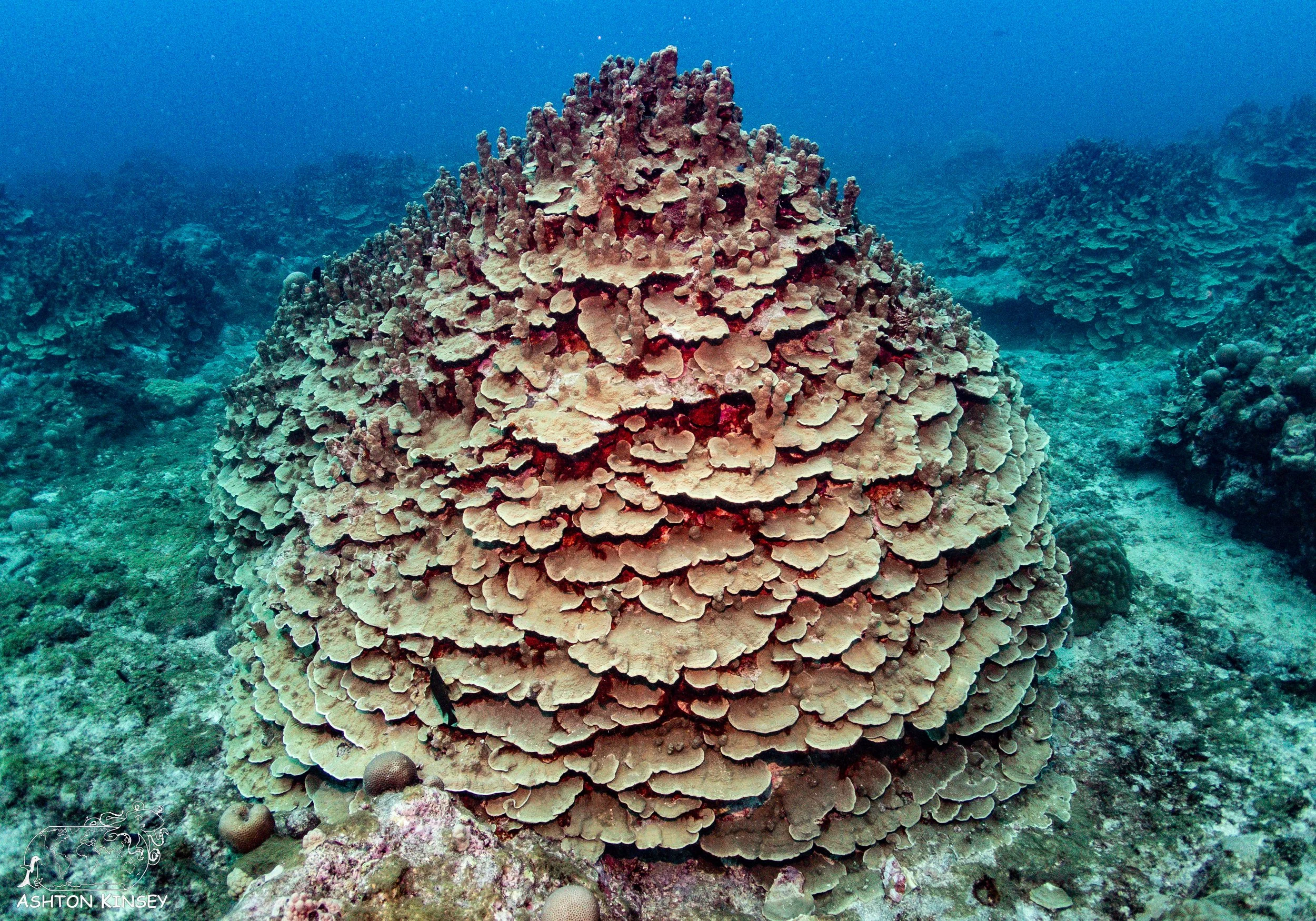 Oleai Point-5.jpg
