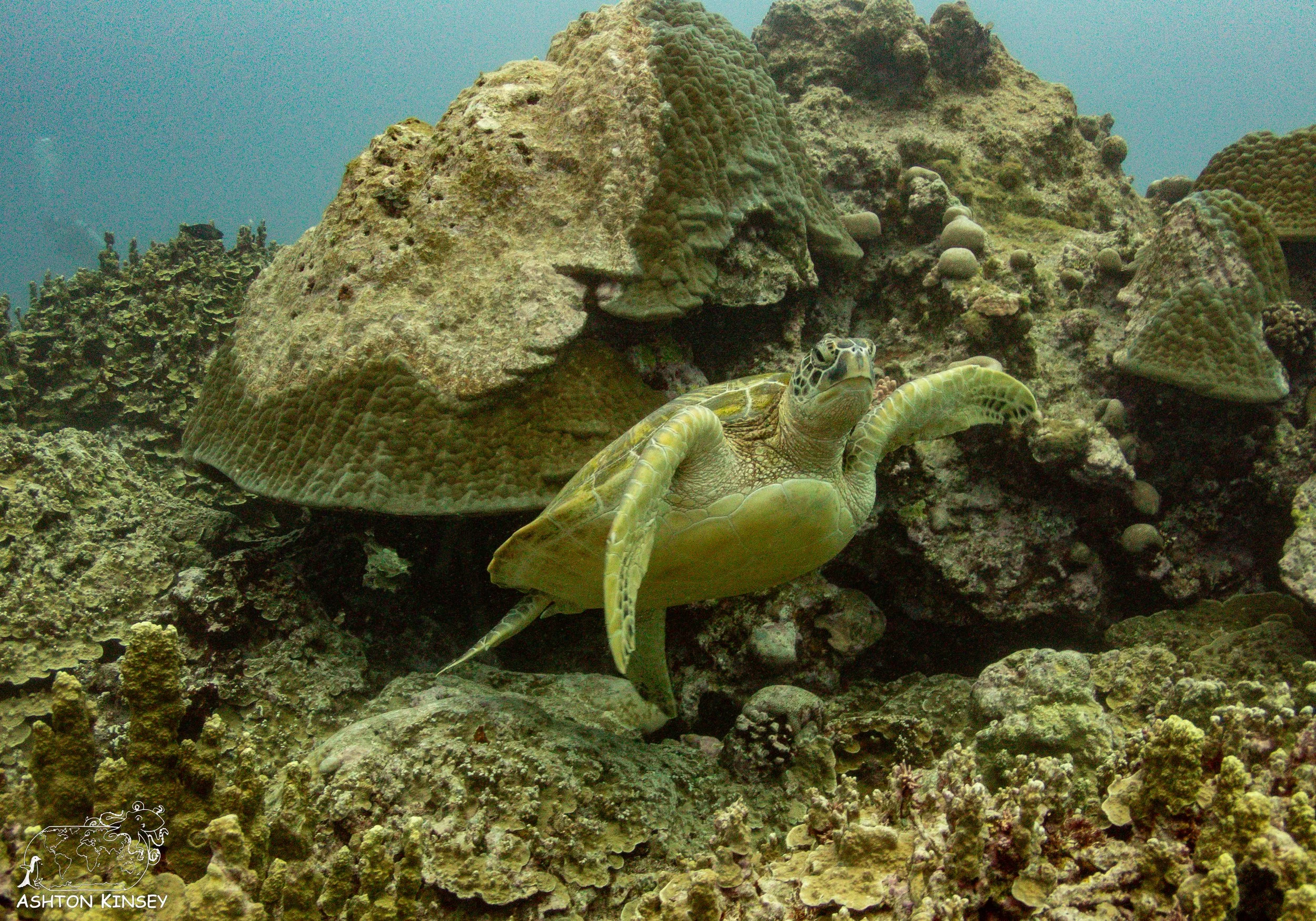 Oleai Point-6.jpg