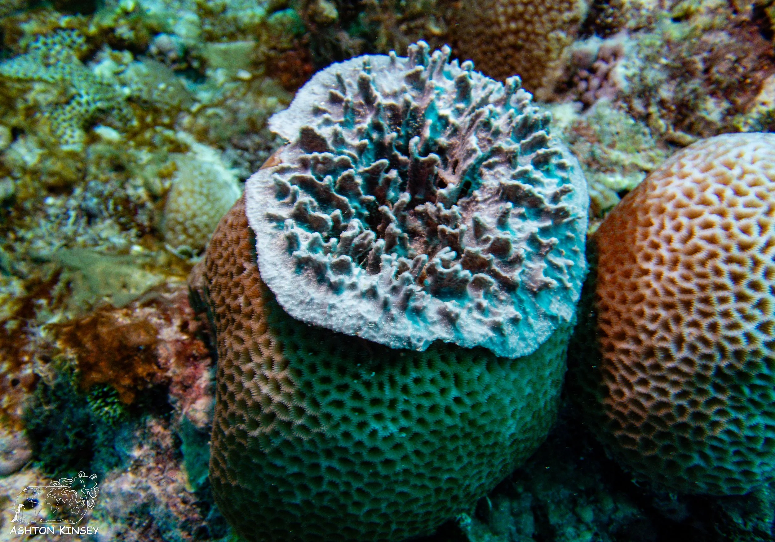 Oleai Point-7.jpg