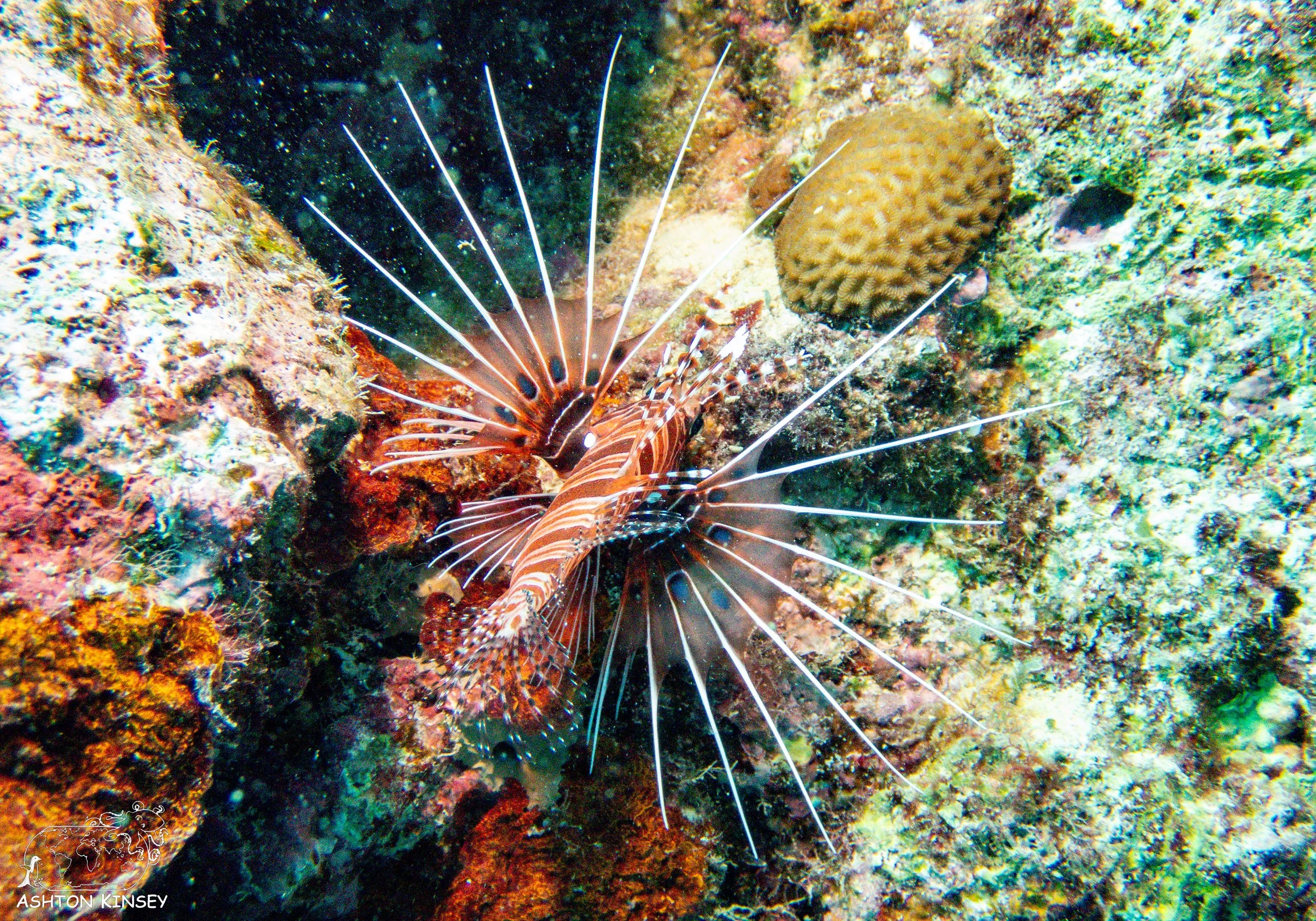 Oleai Point-8.jpg
