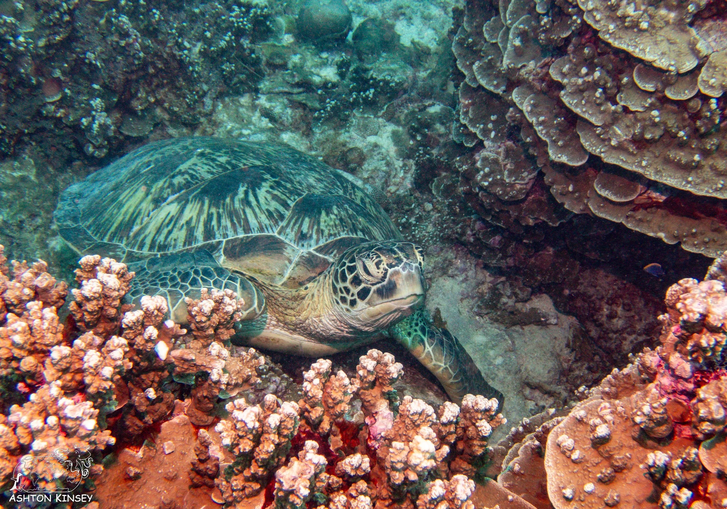 Oleai Point-9.jpg