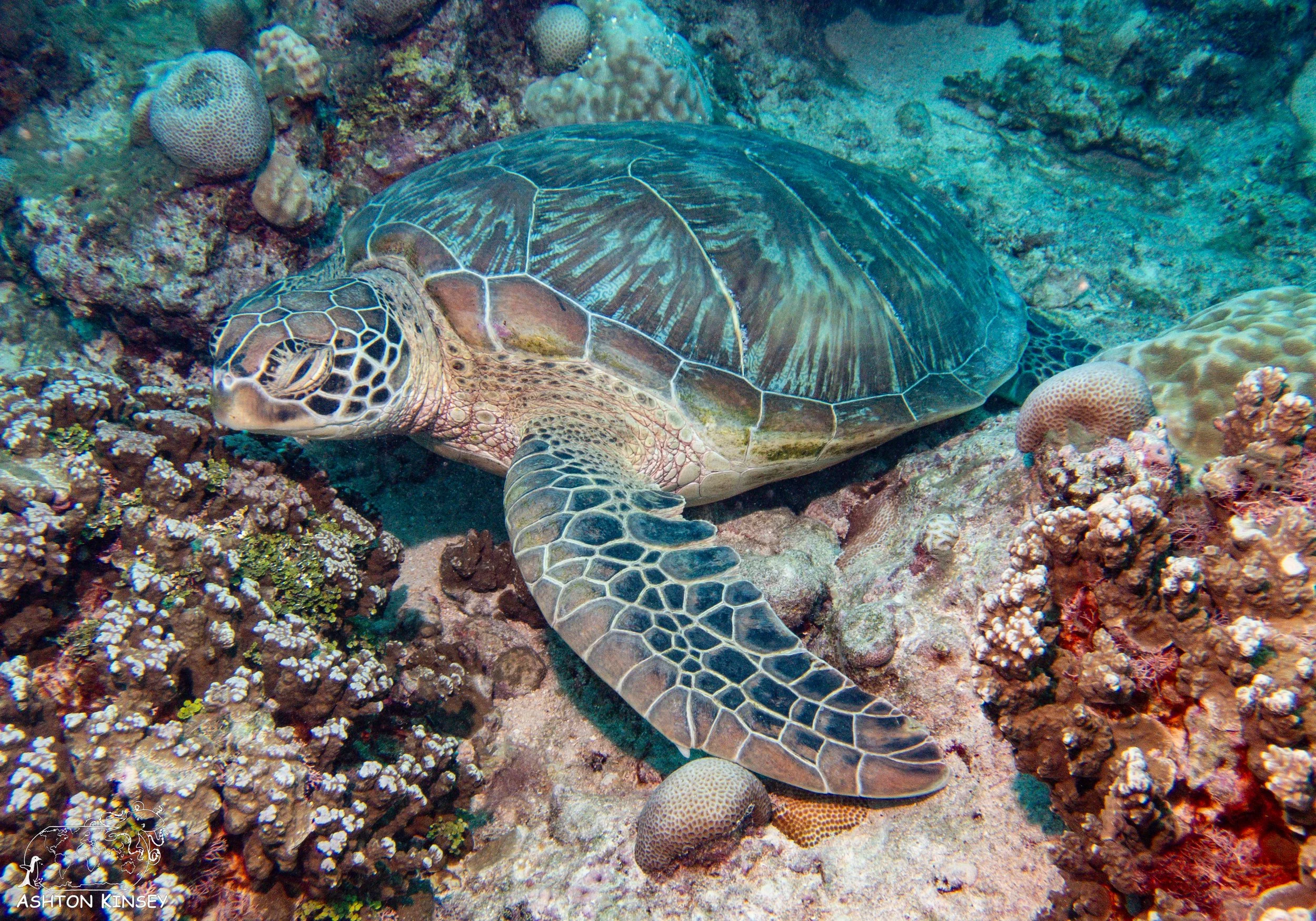 Oleai Point-10.jpg