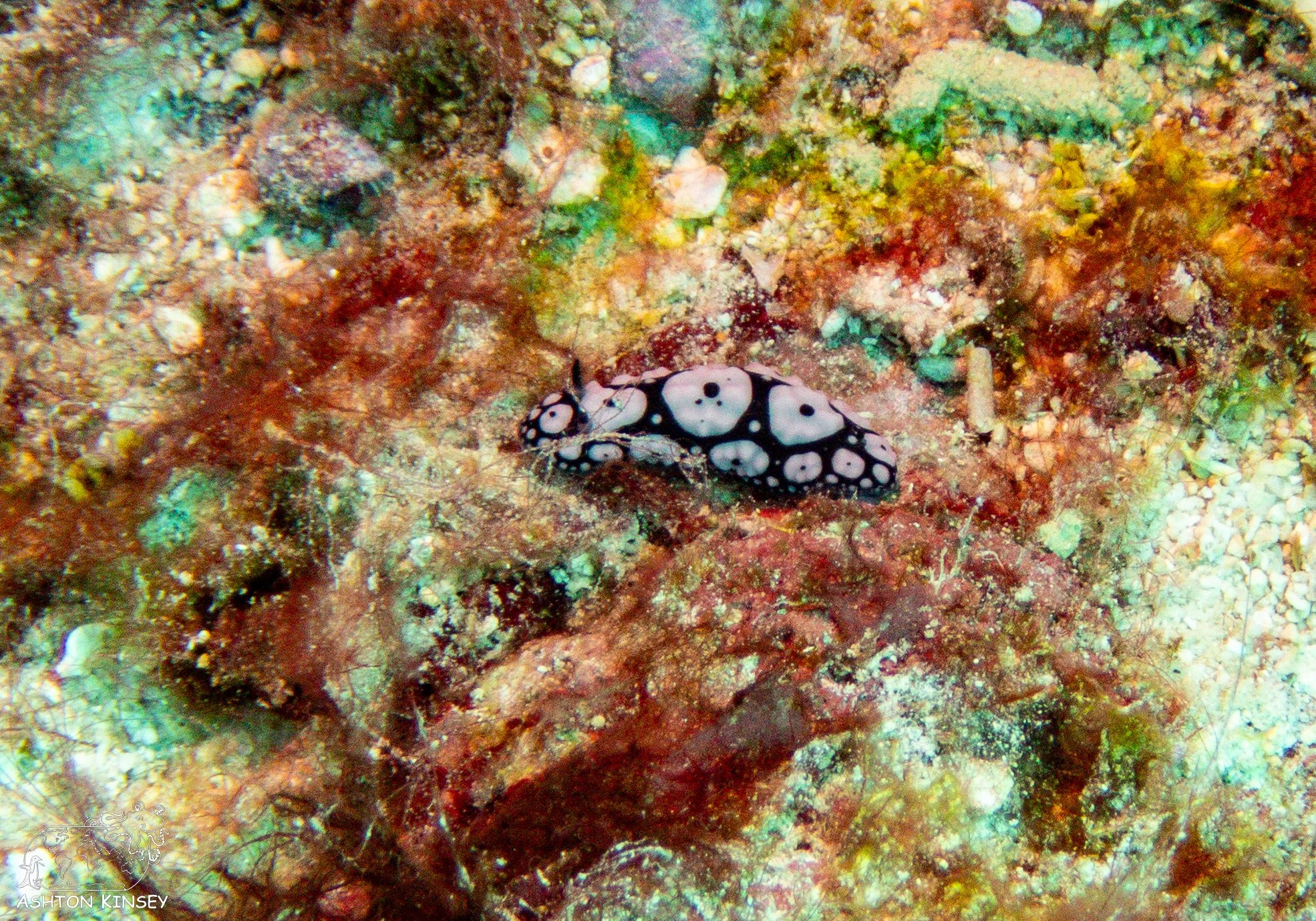 Oleai Point-12.jpg