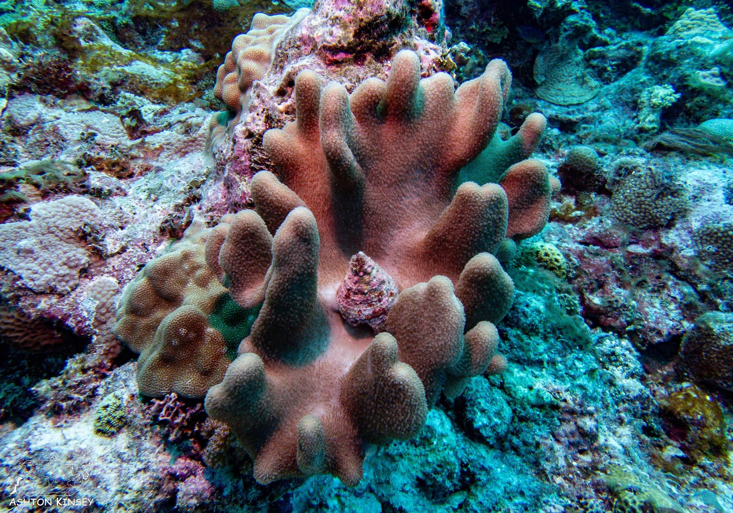 Oleai Point-11.jpg