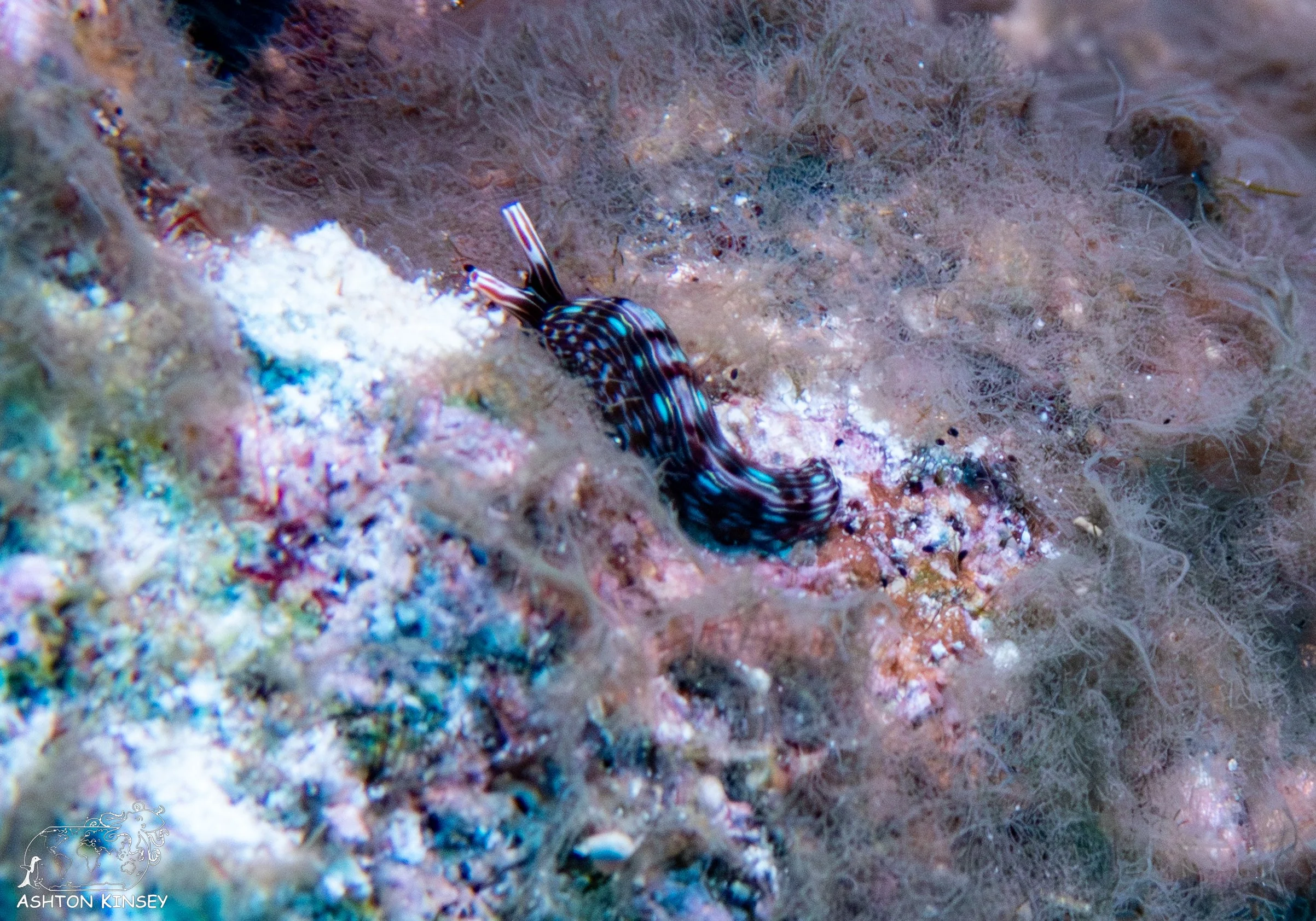 Oleai Point-13.jpg