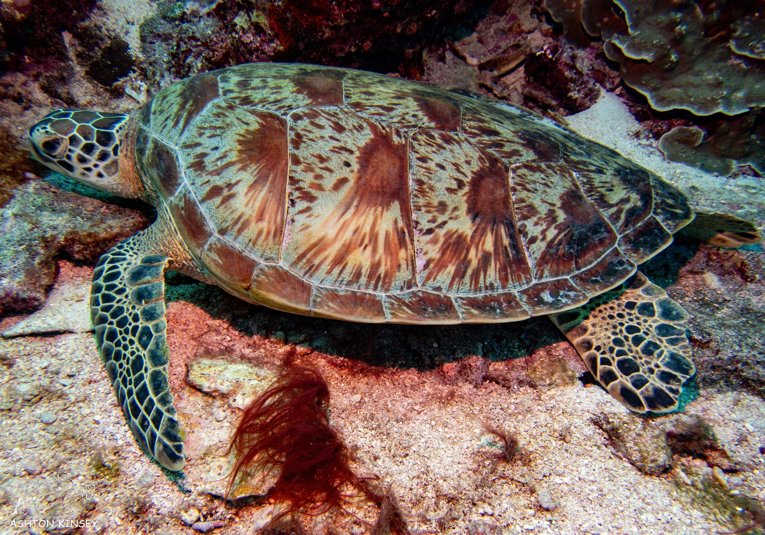 Oleai Point-14.jpg
