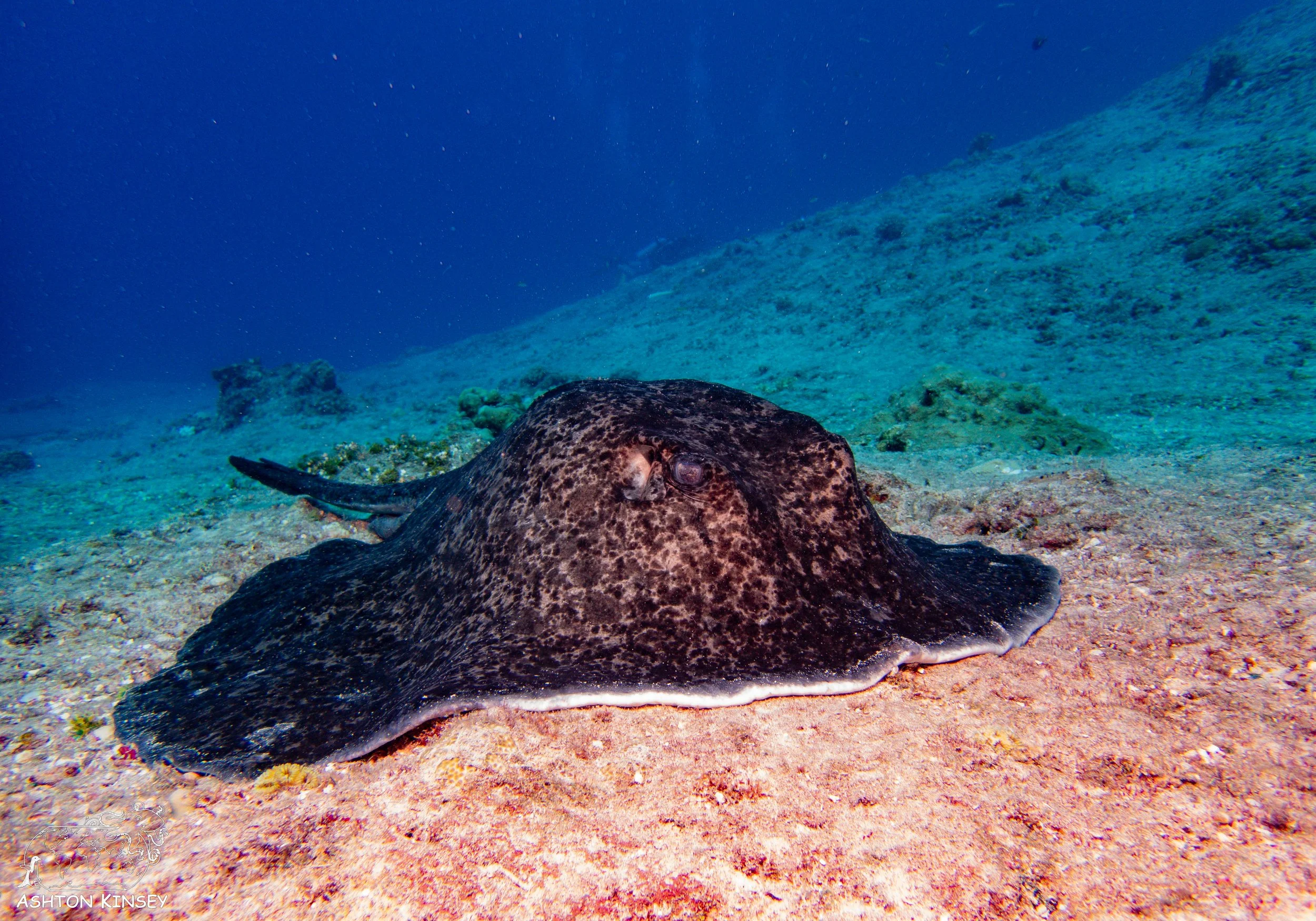 Dump Cove-4.jpg