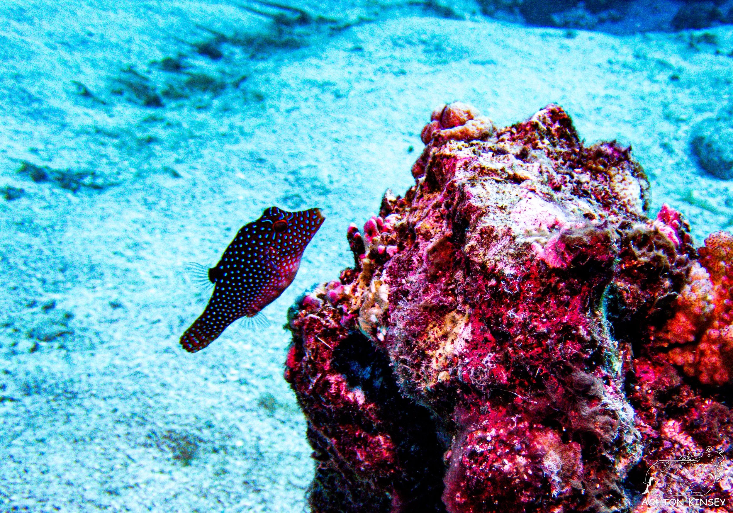 Turtle Rock-7.jpg