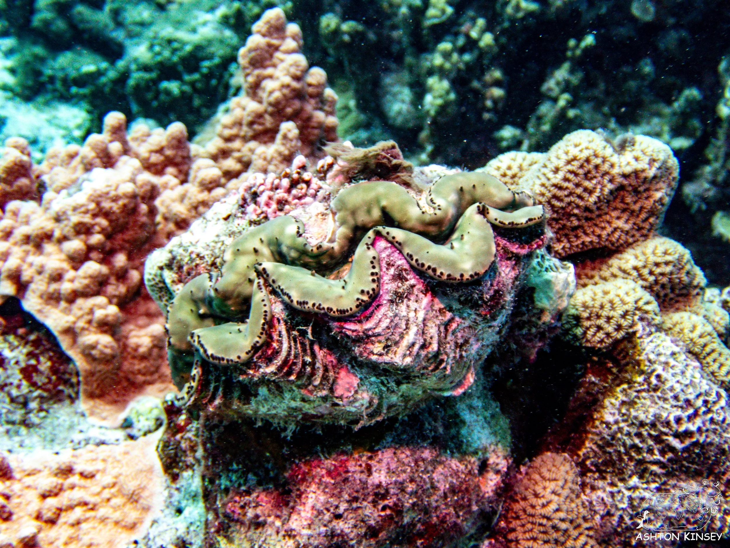 Turtle Rock-6.jpg