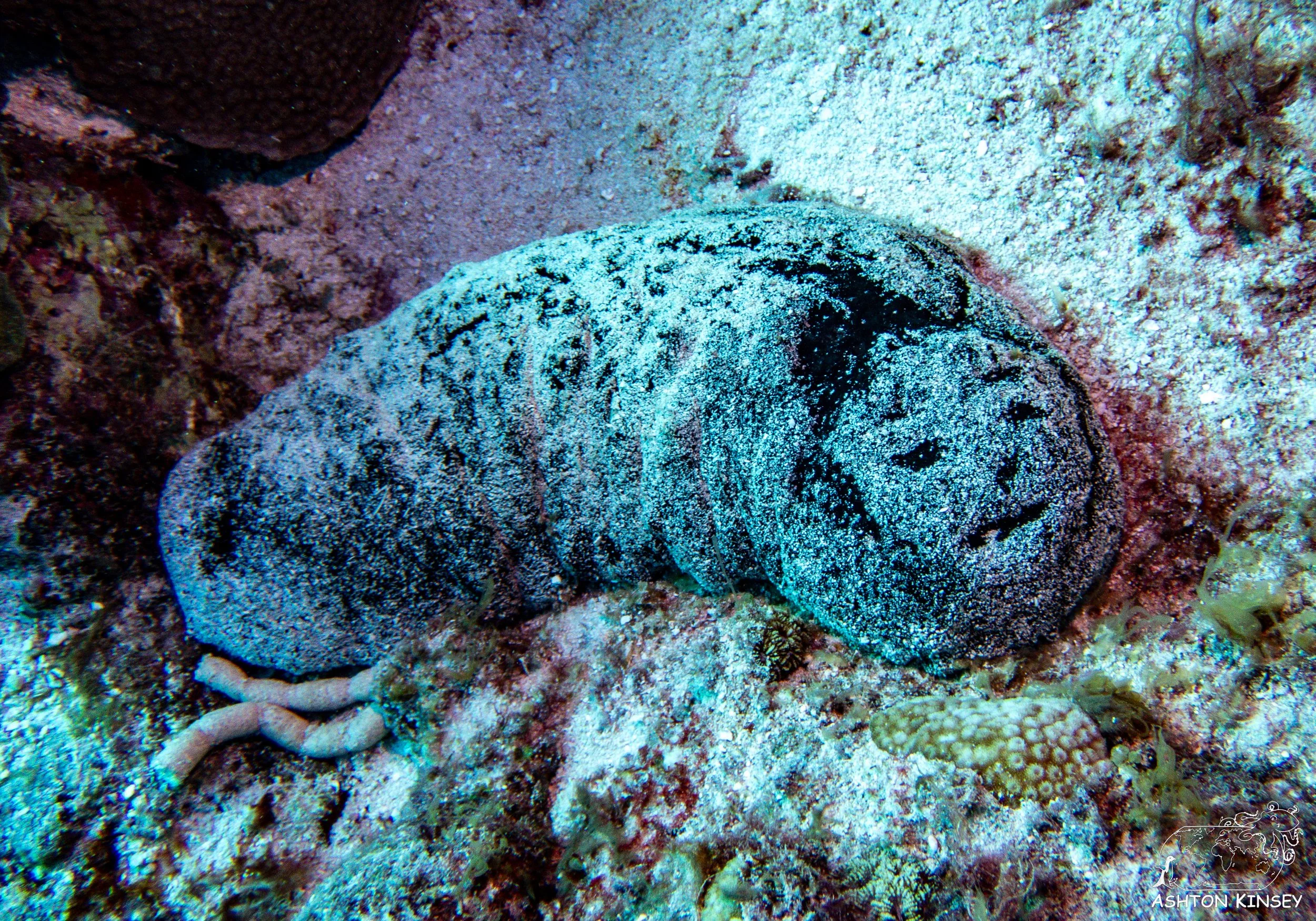 Turtle Rock-8.jpg