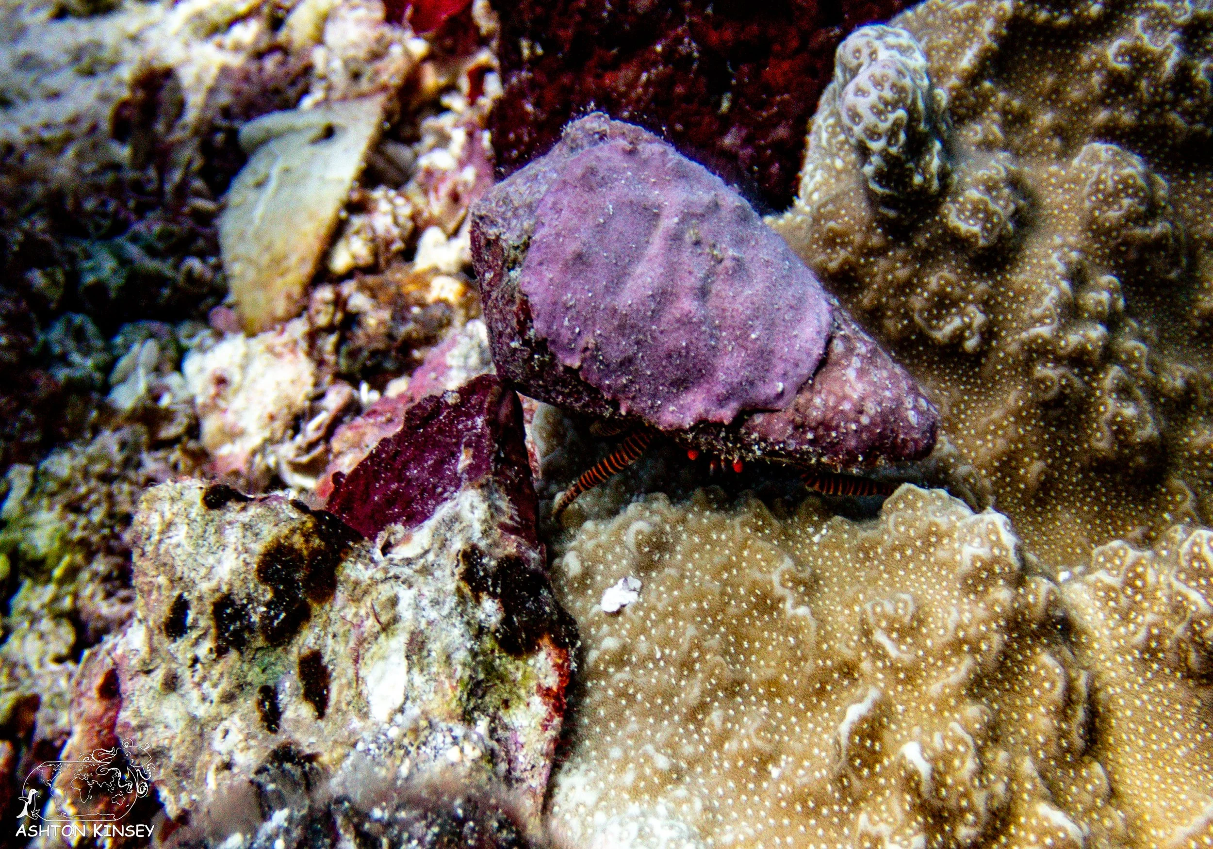 Turtle Rock-1.jpg