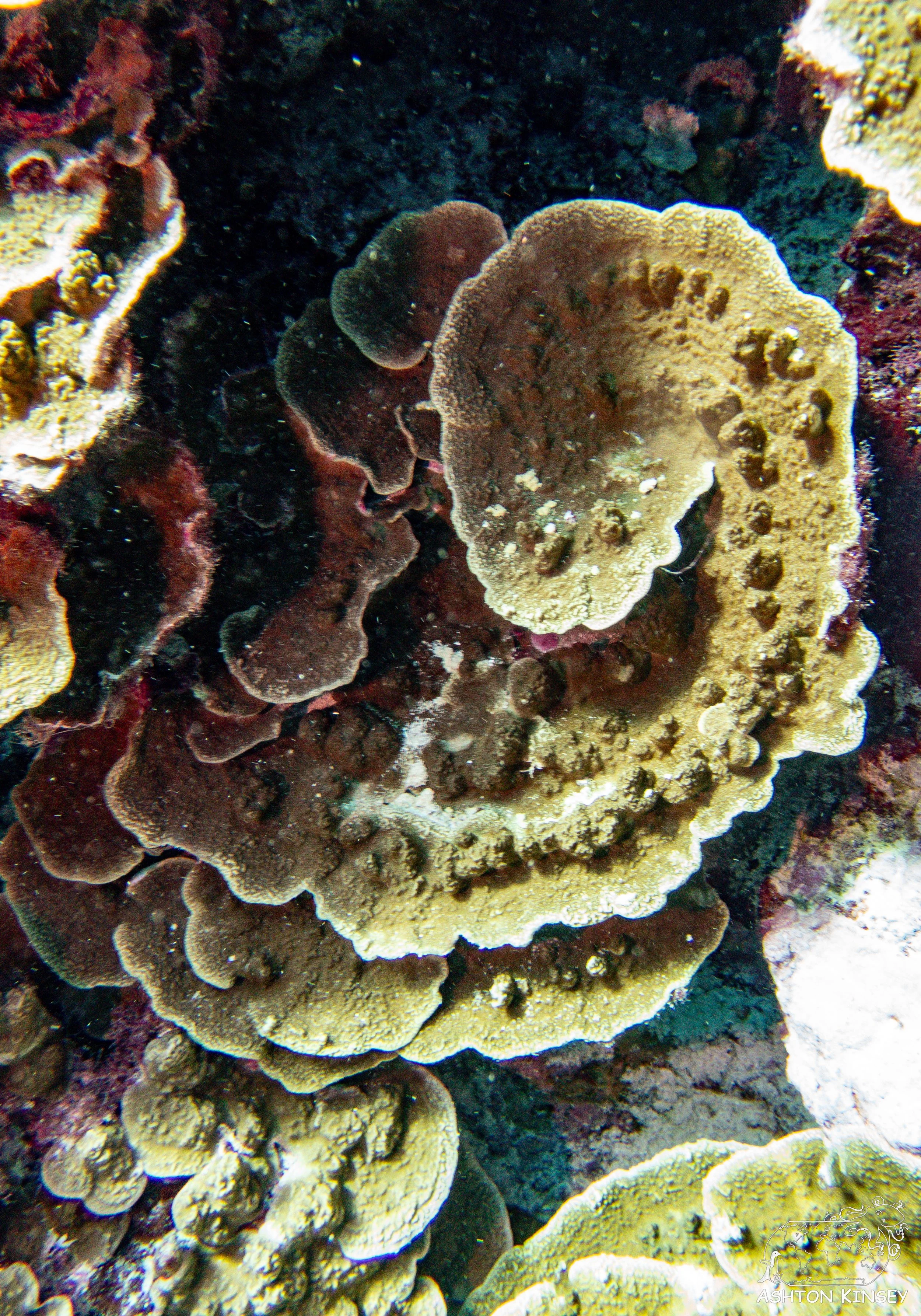 Turtle Rock-4.jpg