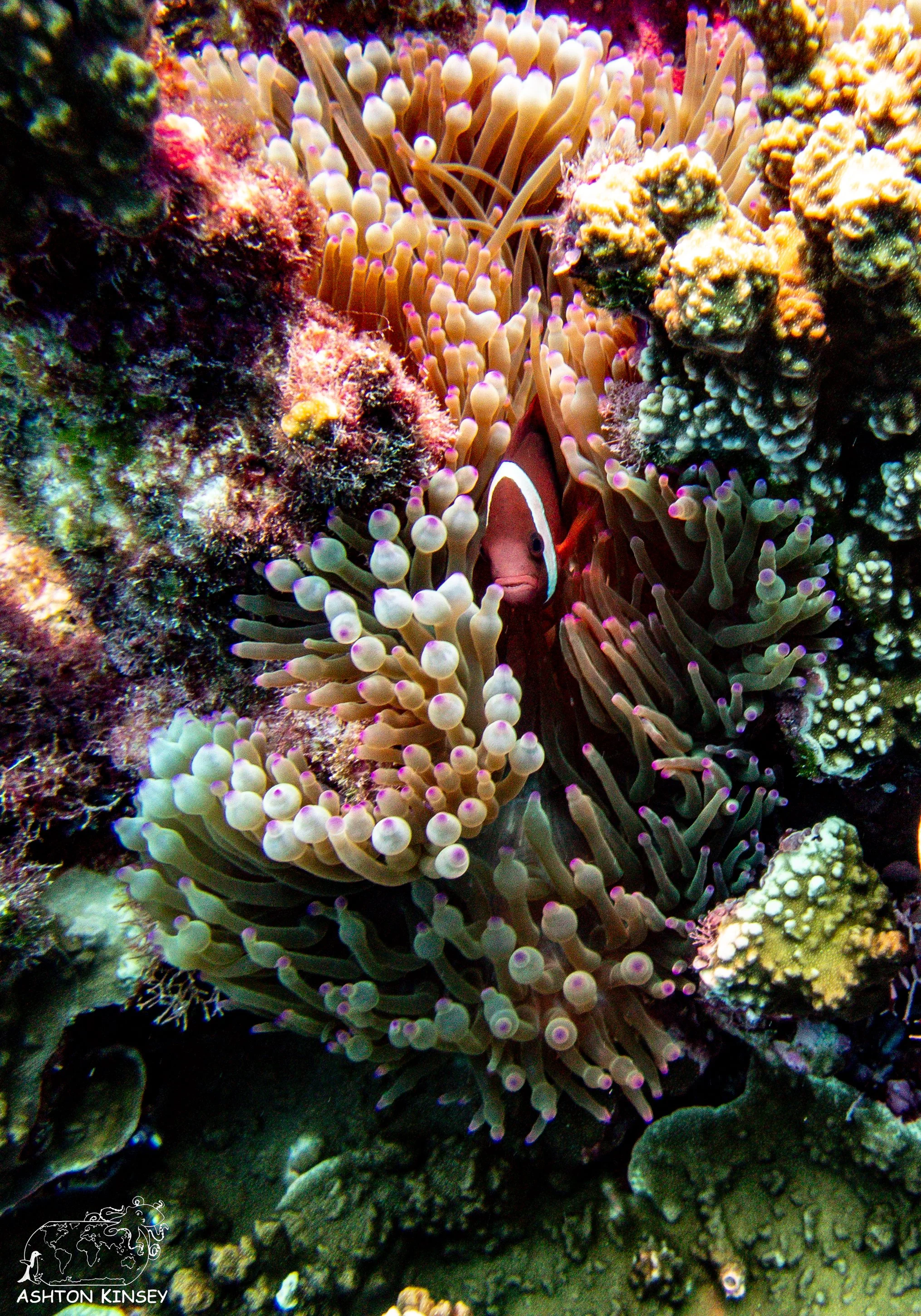 Ice Cream-25.jpg