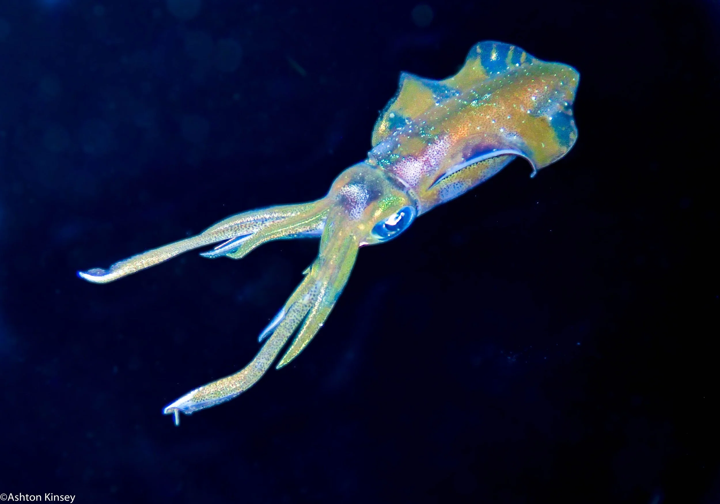 Belize: Aggressor Liveaboard
