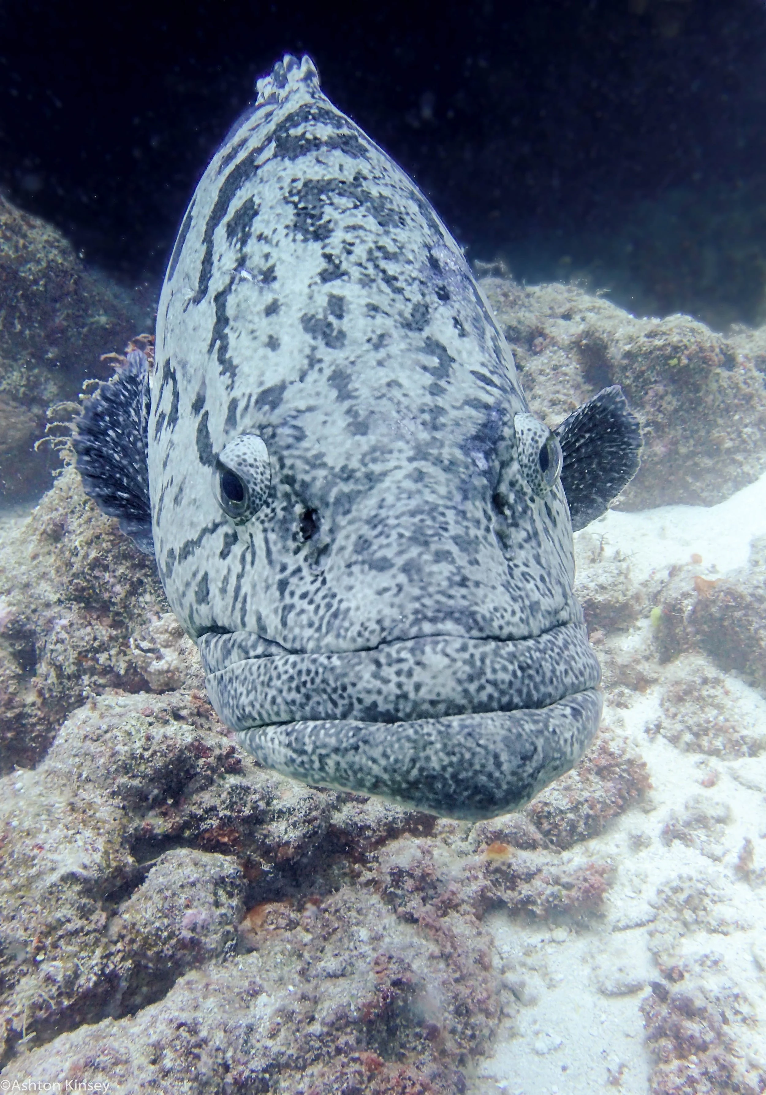 Australia: Coral Sea Safari