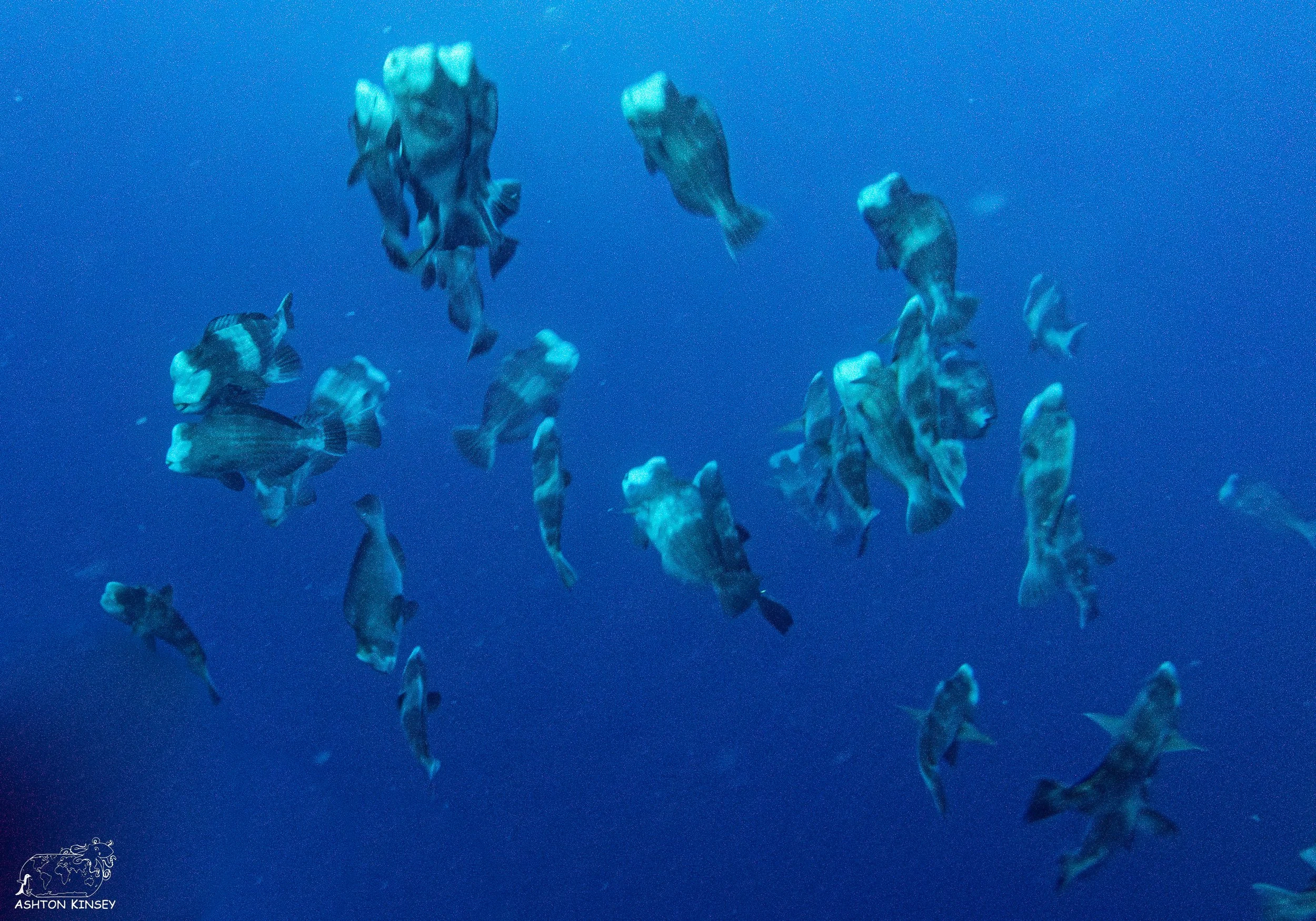 Poppin’ Palau