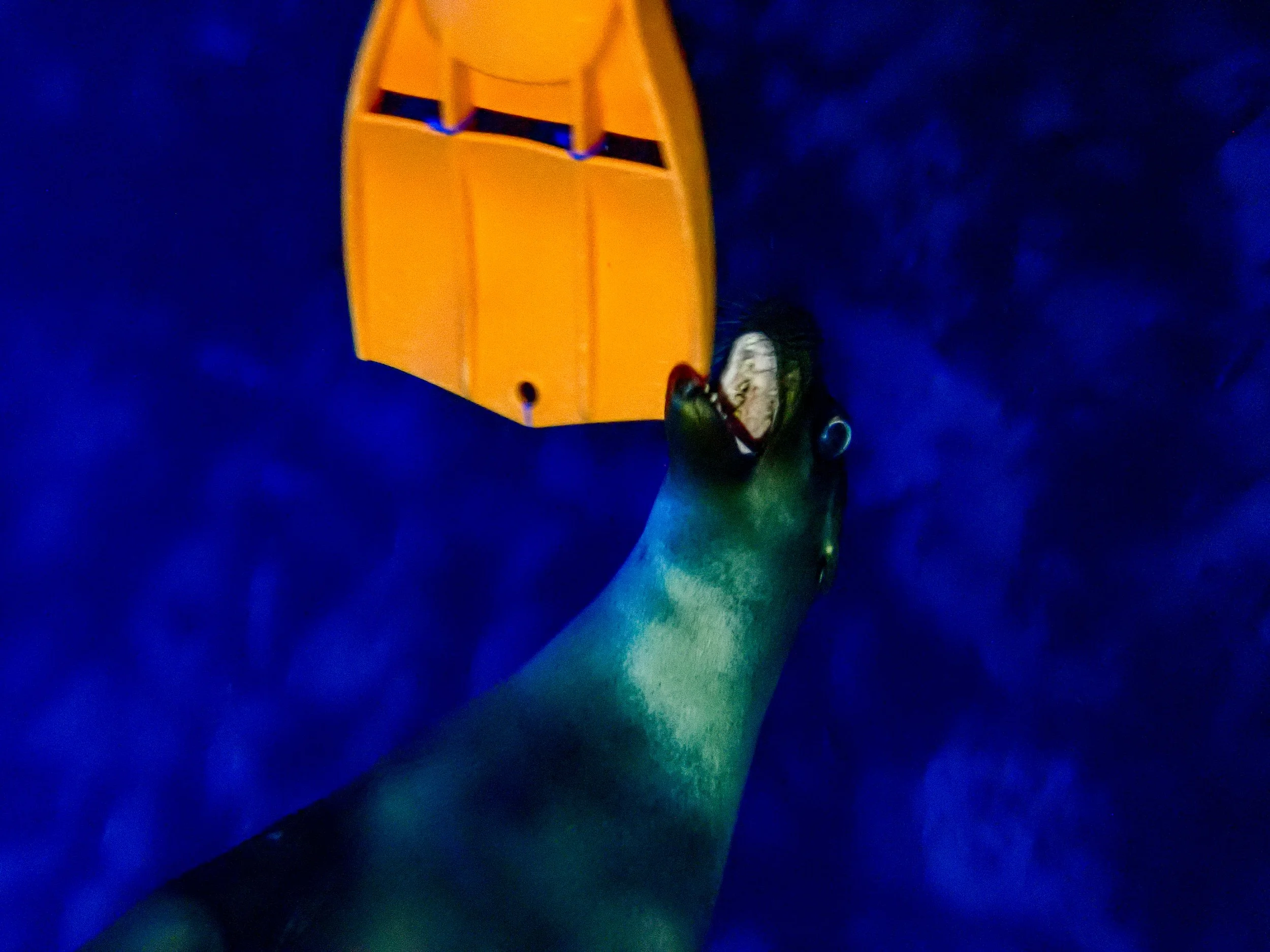 Galapagos Master