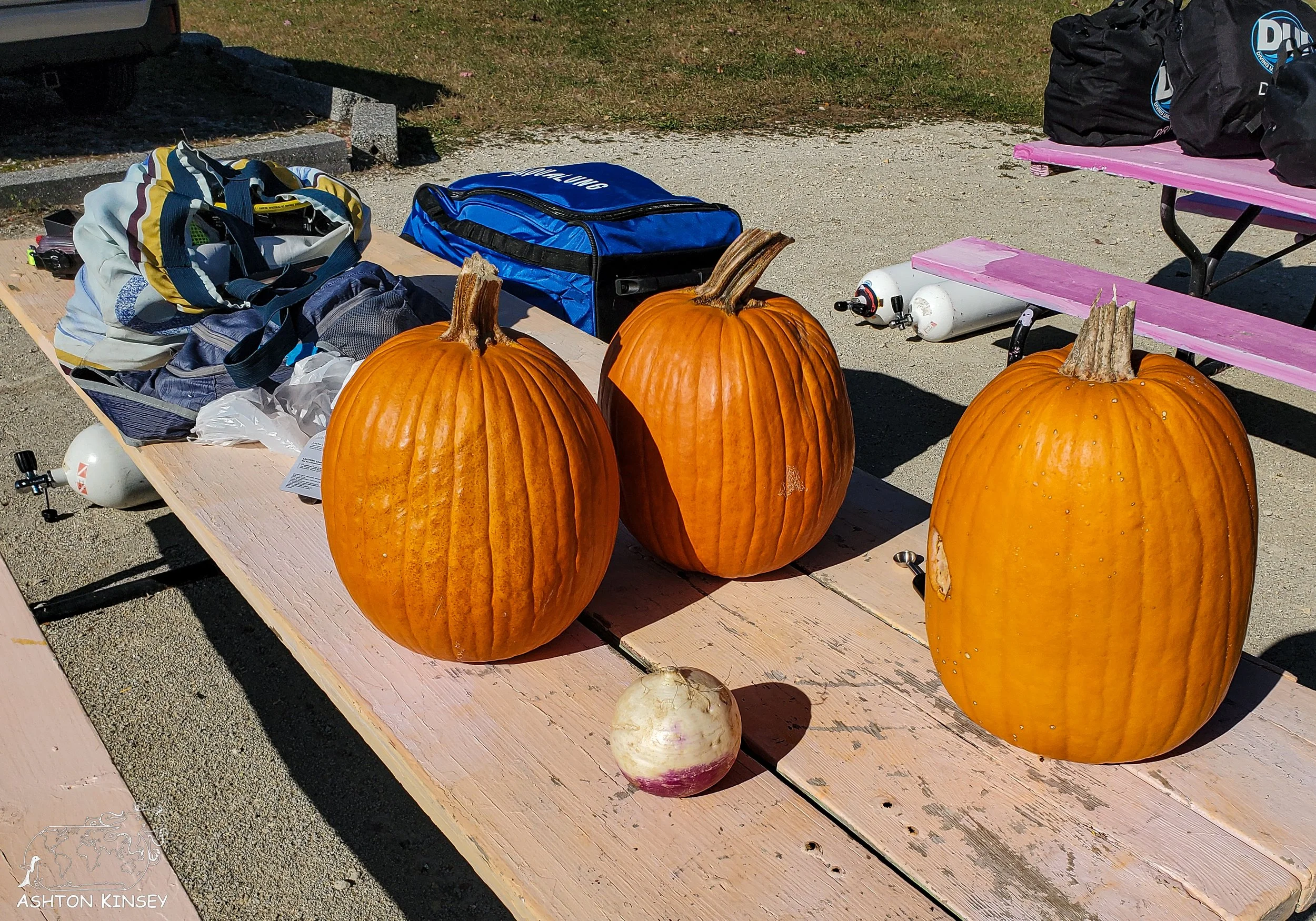 pumpkin.jpg