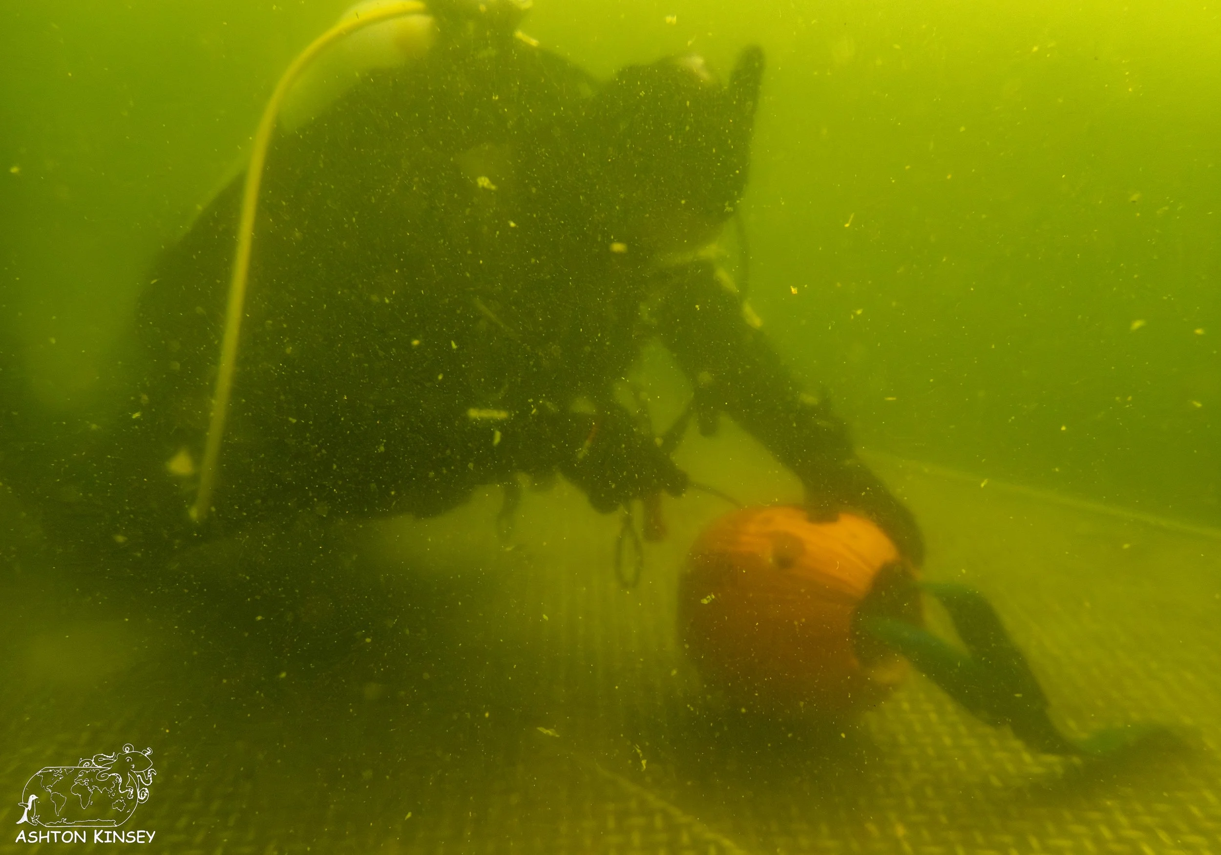 pumpkin-3.jpg