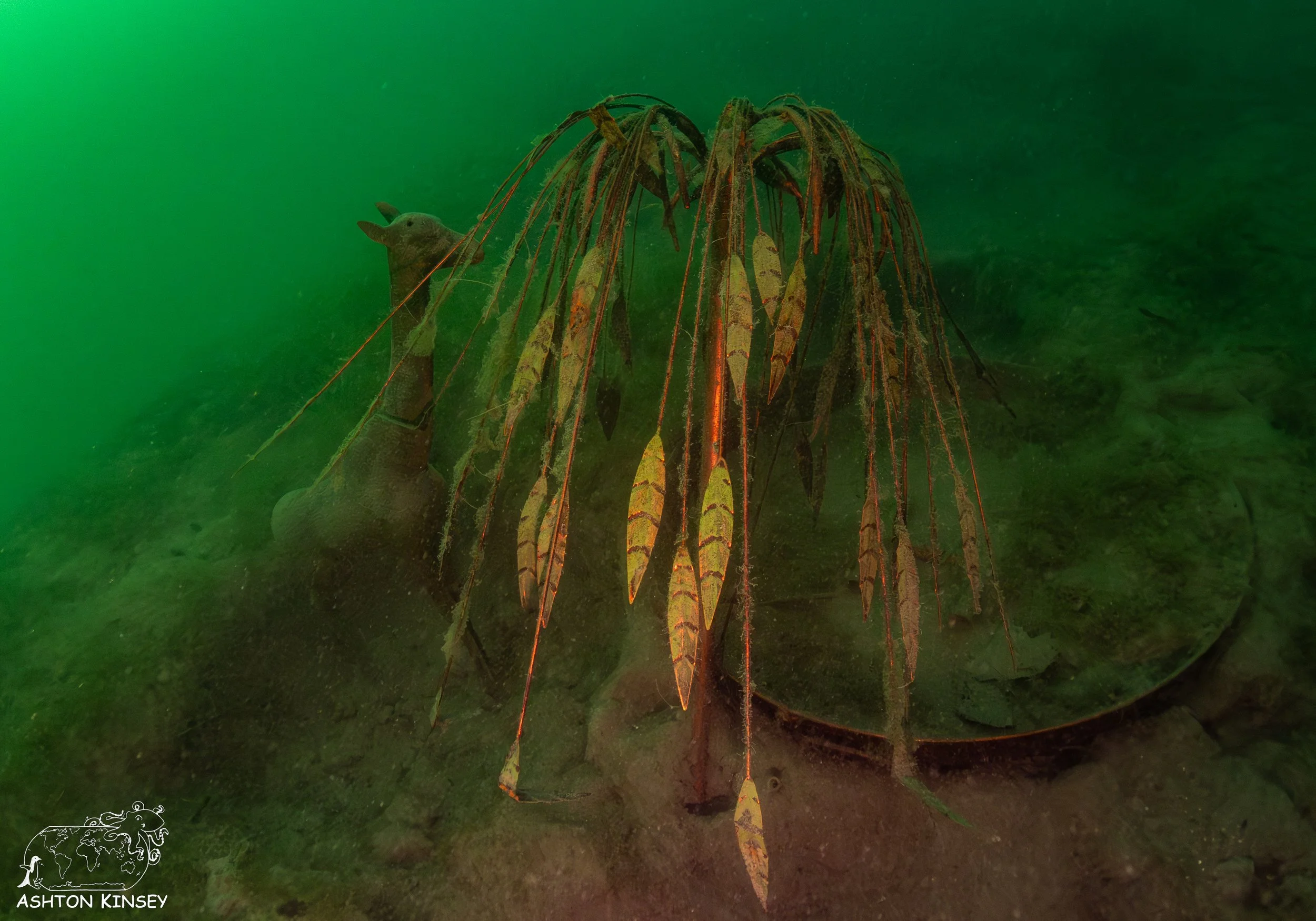 ScubaDive 65-3.jpg