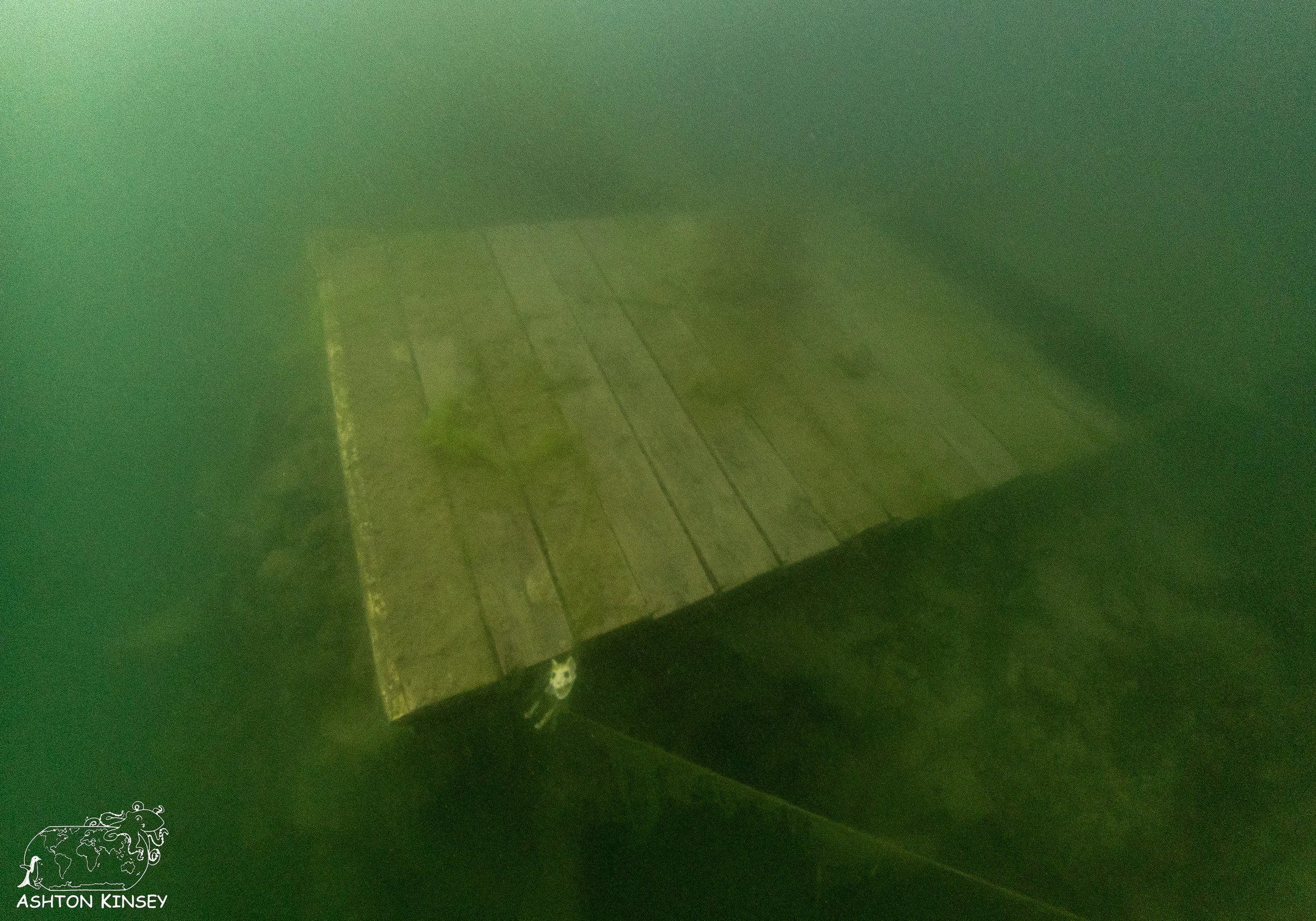 ScubaDive 65-2.jpg