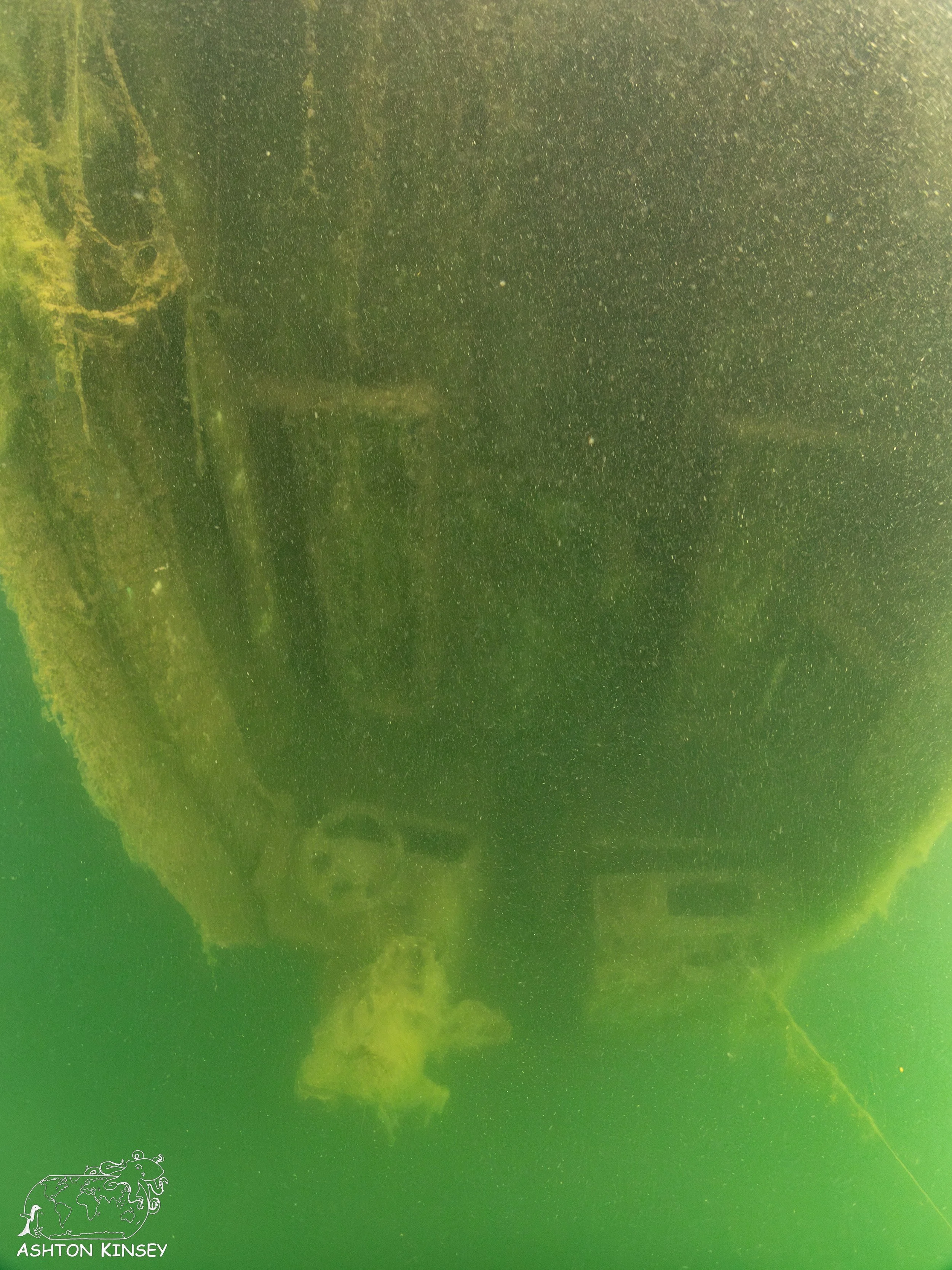 ScubaDive 65-22.jpg