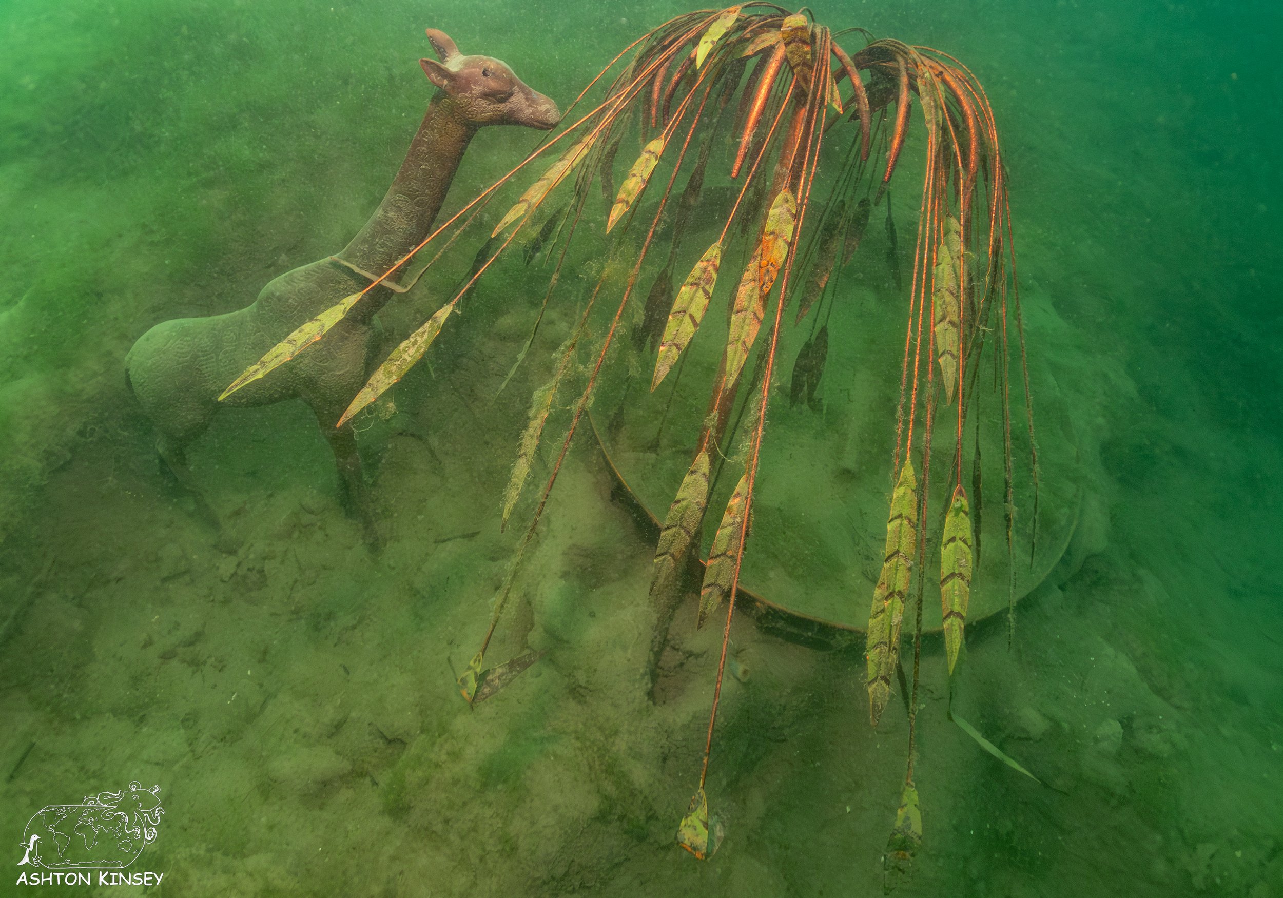 ScubaDive 65-30.jpg