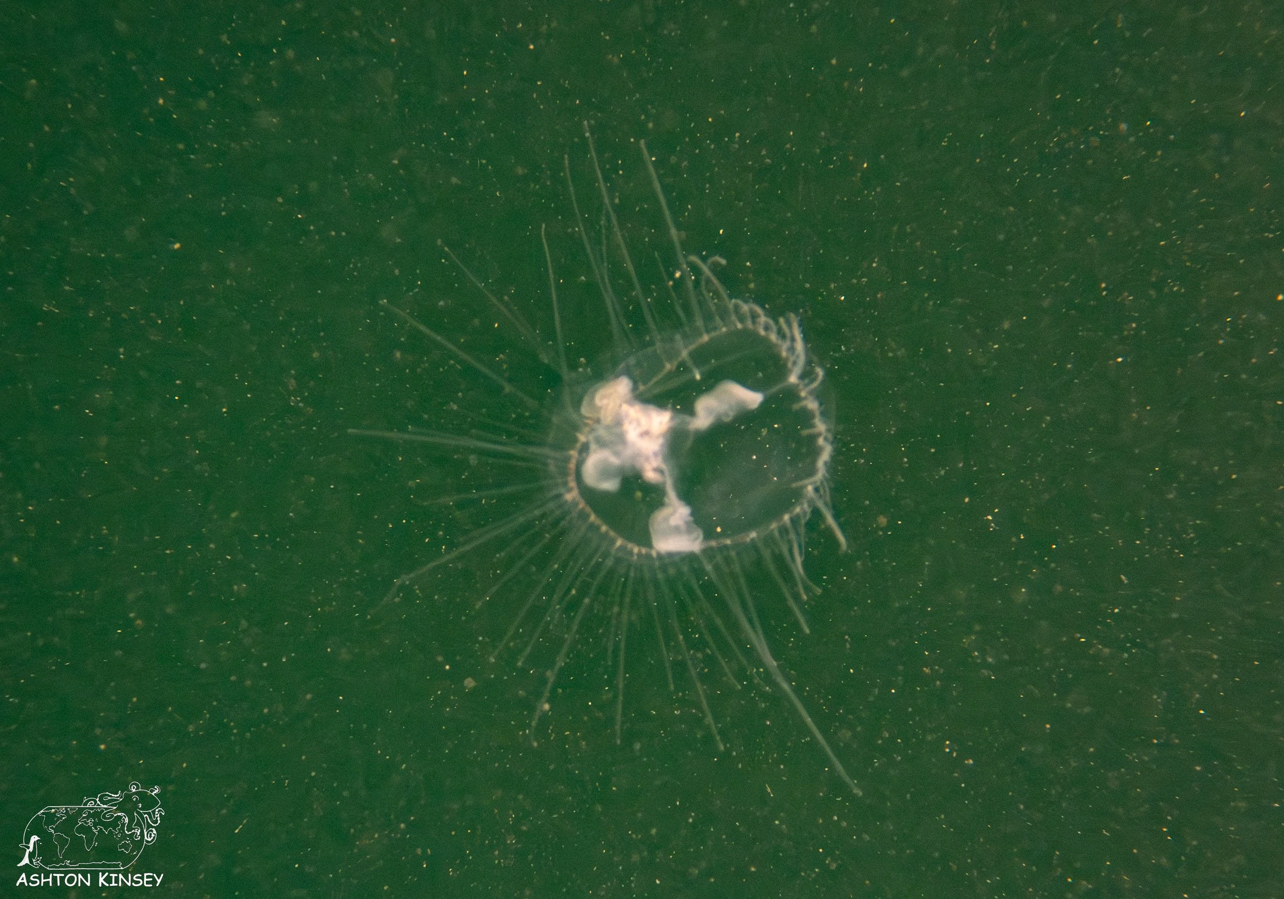 ScubaDive 65.jpg