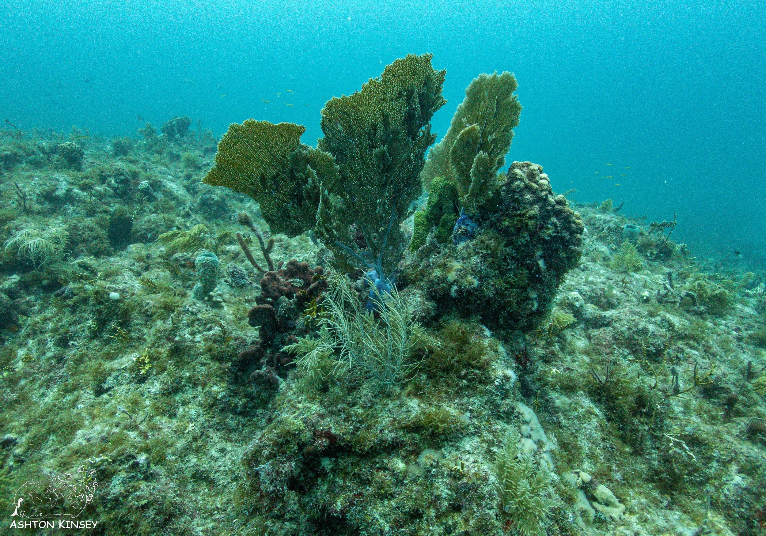 French Reef-1.jpg