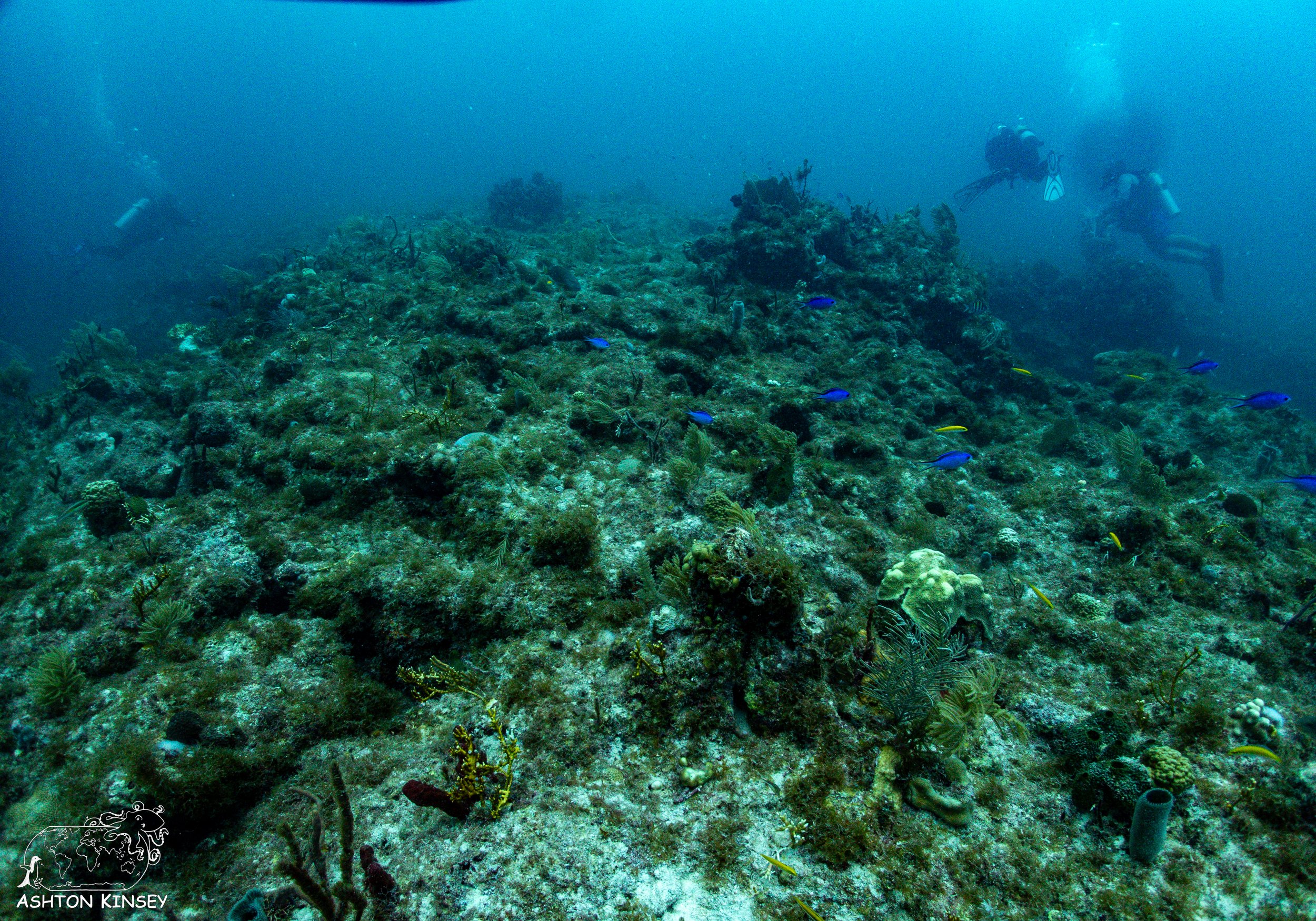 French Reef.jpg