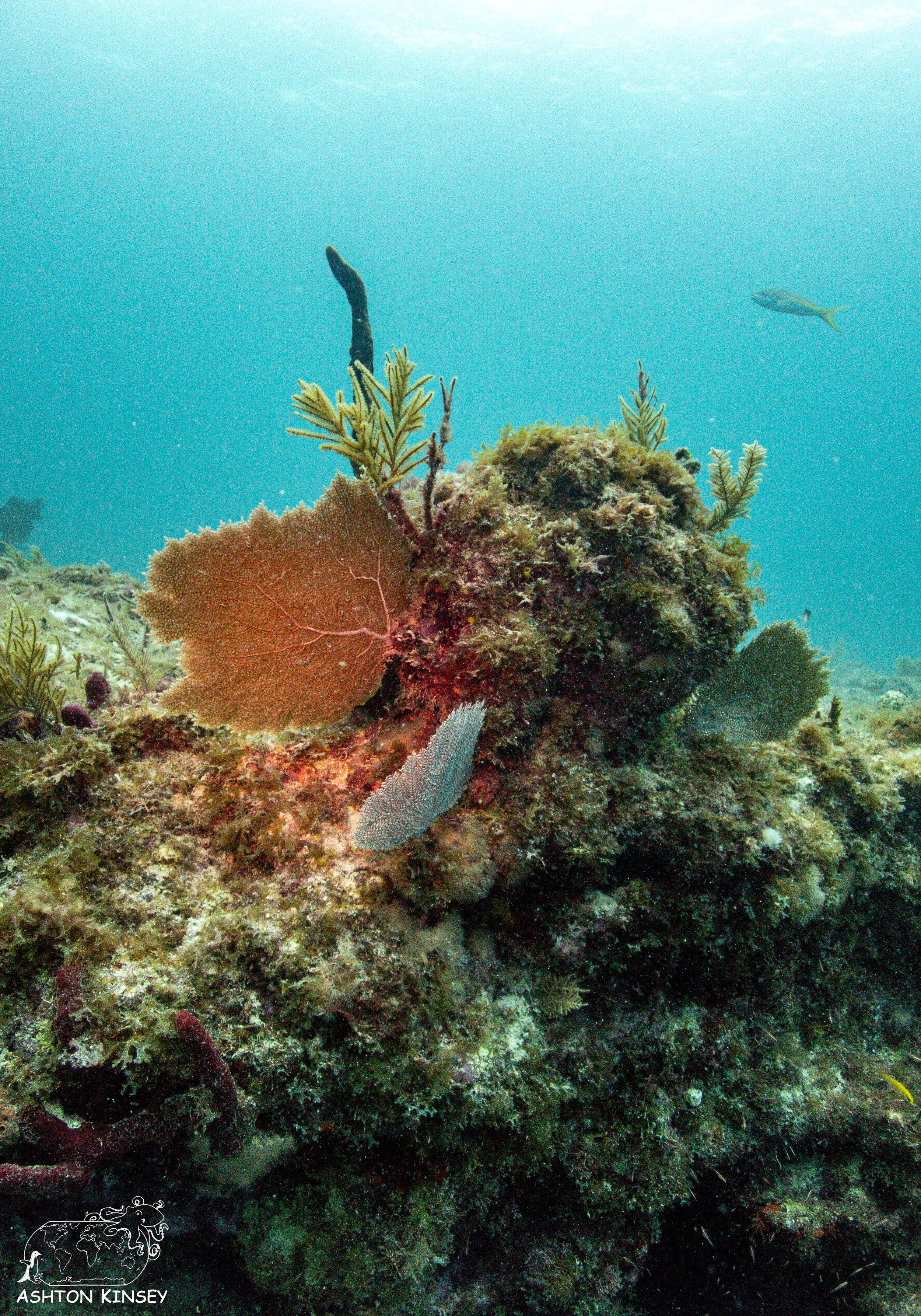 French Reef-3.jpg