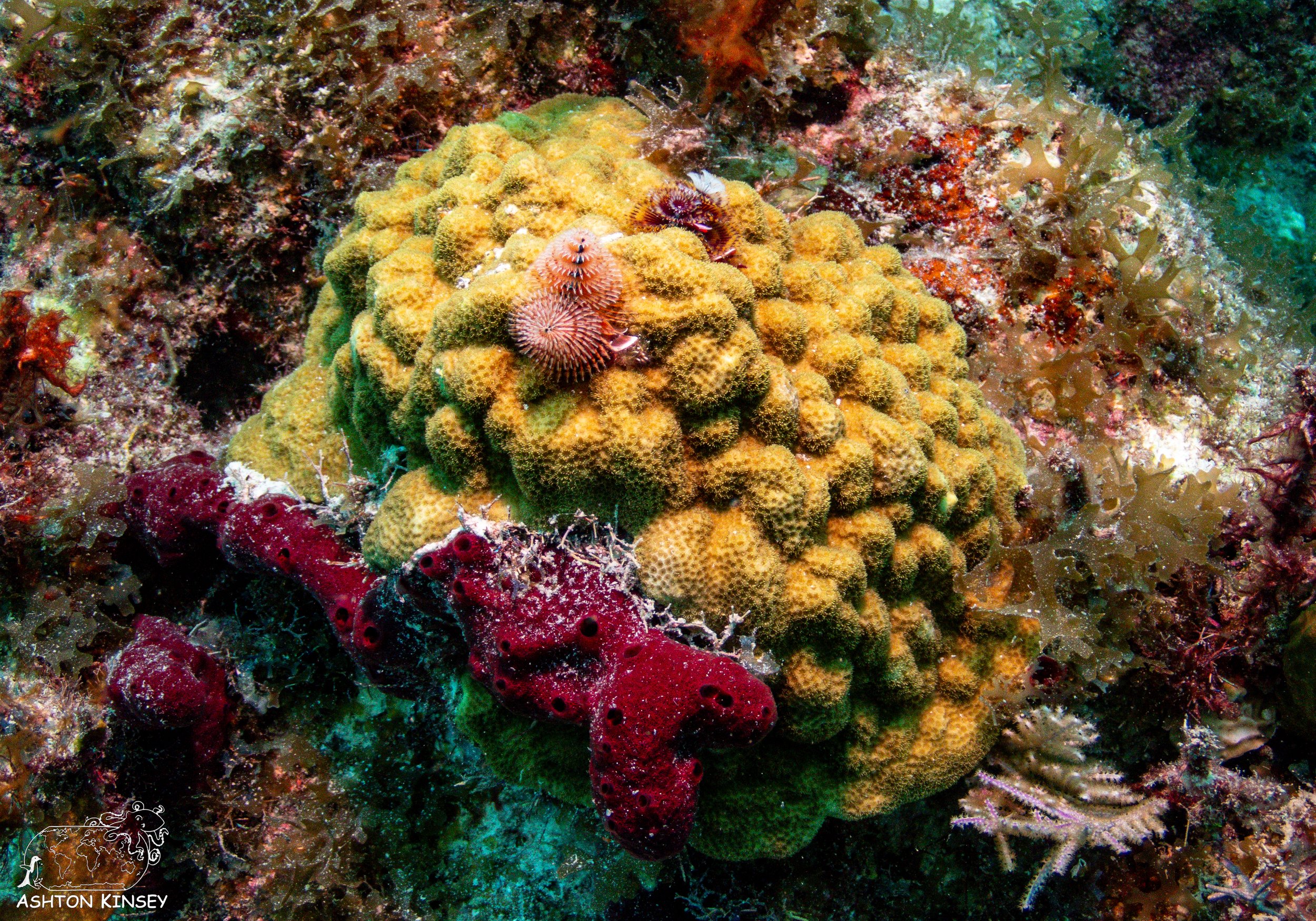 French Reef-4.jpg
